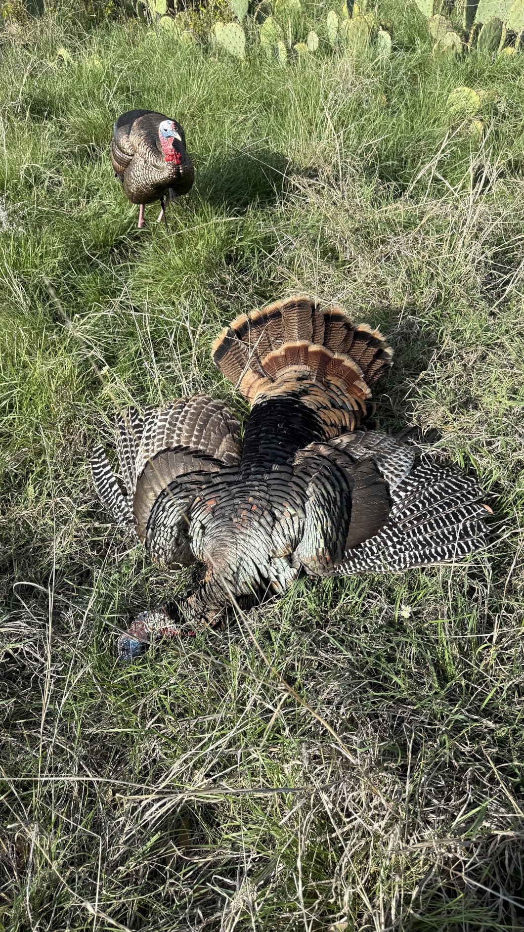 Avian-X HDR Hen Turkey Decoy | Durable Realistic Lifelike Standing Hunting Decoy with 2 Removable Heads, Carry Bag & Integrated Stake, AVX8106 customer photo 1