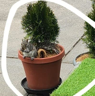 I Must Garden Squirrel Repellent: Stops Digging in Gardens/Pots/Beds - 3lb customer photo 1