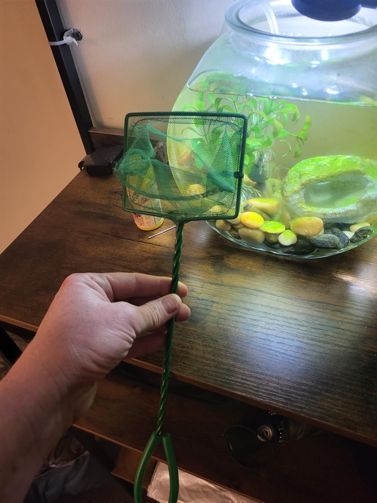 Aquarium Fish Nets, DSSPORT 4 Inch Small Mesh Fish Catch Nets with Plastic Handle Green customer photo 2