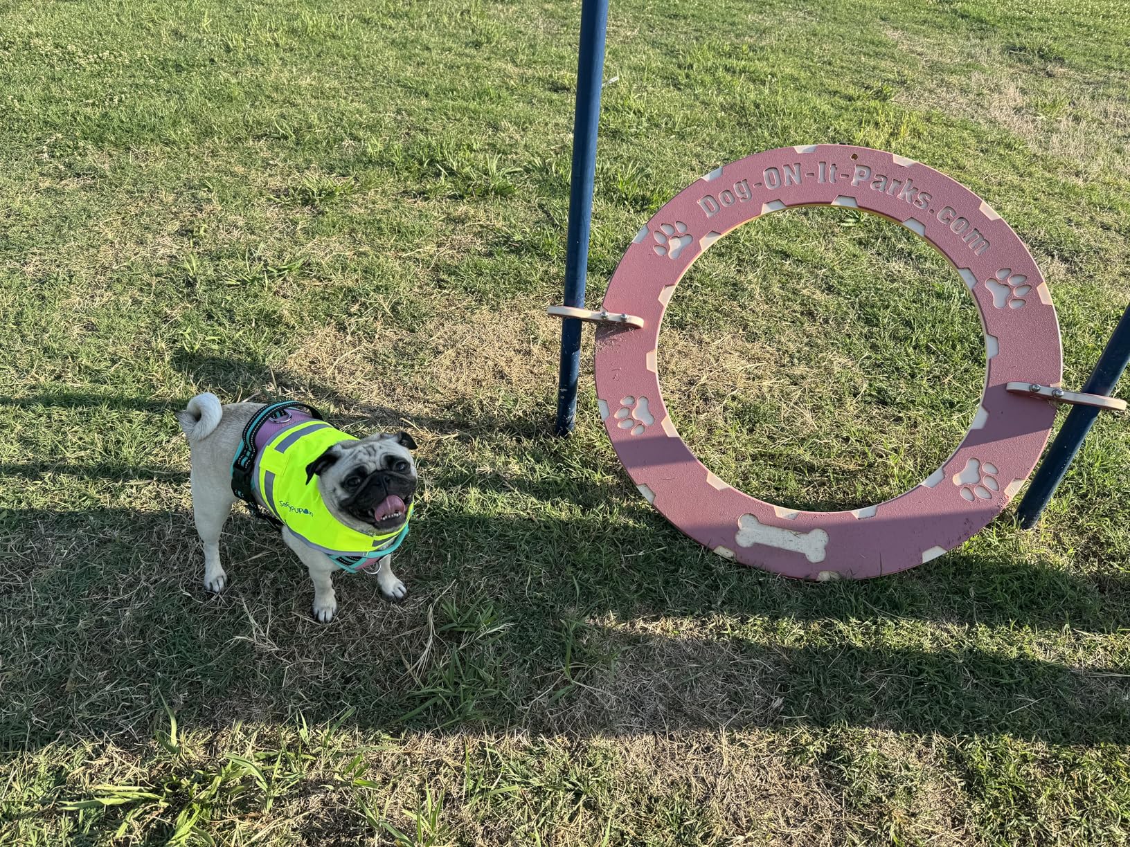 SafetyPUP XD Lite Blaze Orange Reflective Dog Vest - High Visibility Hunting & Safety Vest with Lightweight Mid-Back Coverage. Apparel Gear for Small Medium and Large Breeds customer photo 2
