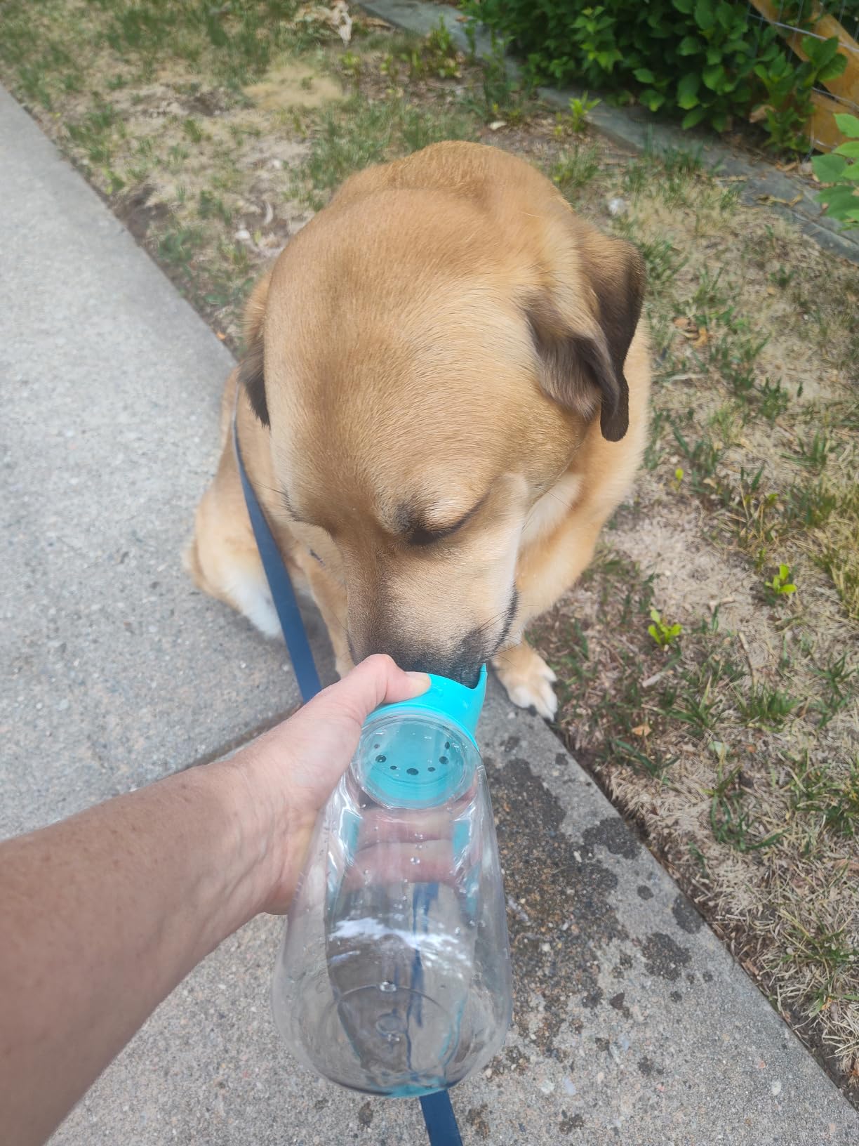 Kalimdor Dog Water Bottle, Leak Proof Portable Puppy Water Dispenser with Drinking Feeder for Pets Outdoor Walking, Hiking, Travel, Food Grade Plastic (19oz Blue) customer photo 1