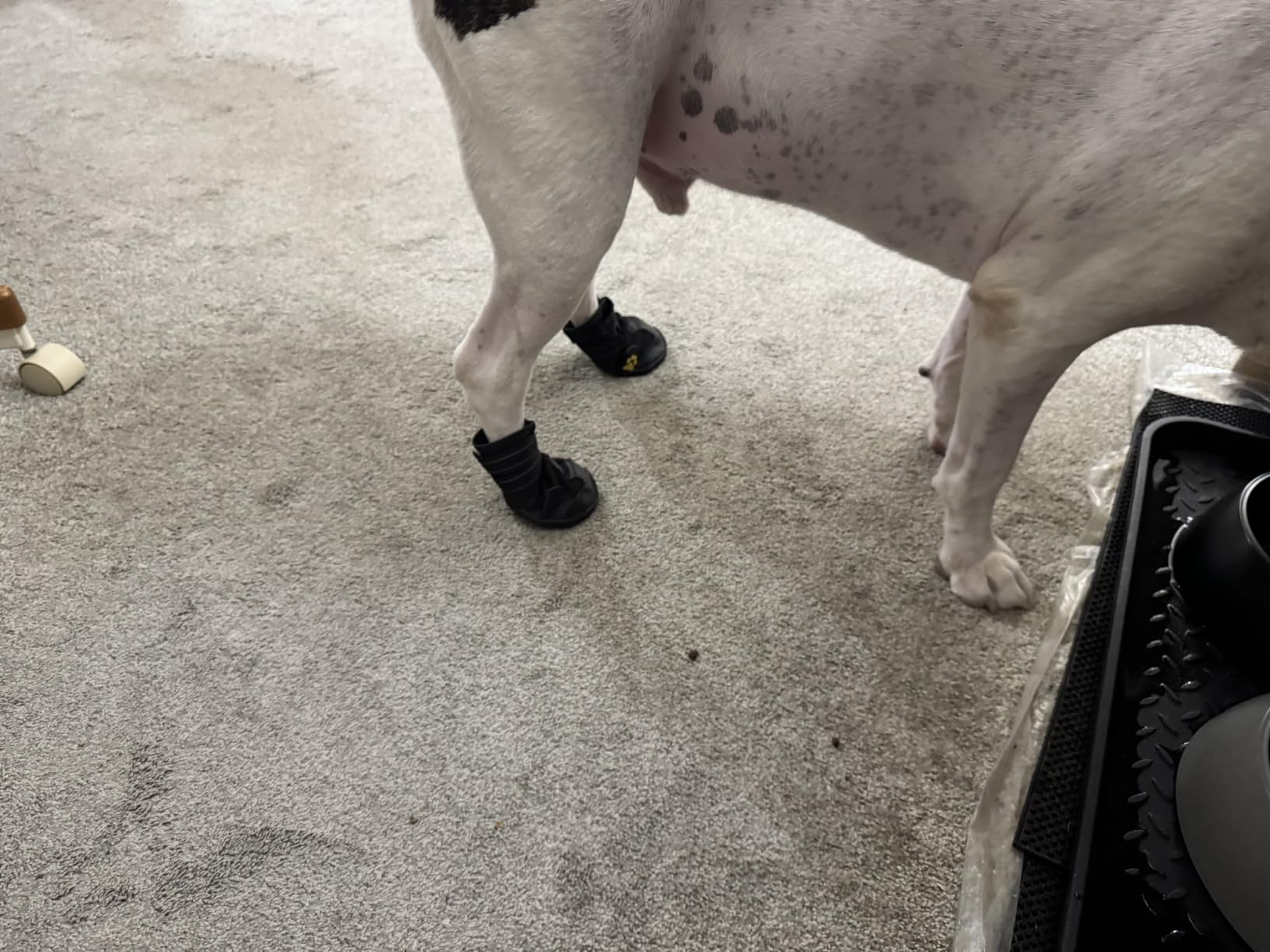 XSY&G Dog Boots,Waterproof Dog Shoes,Dog Booties with Reflective Rugged Anti-Slip Sole and Skid-Proof,Outdoor Dog Shoes for Medium to Large Dogs 4Pcs-Size 8 customer photo 1