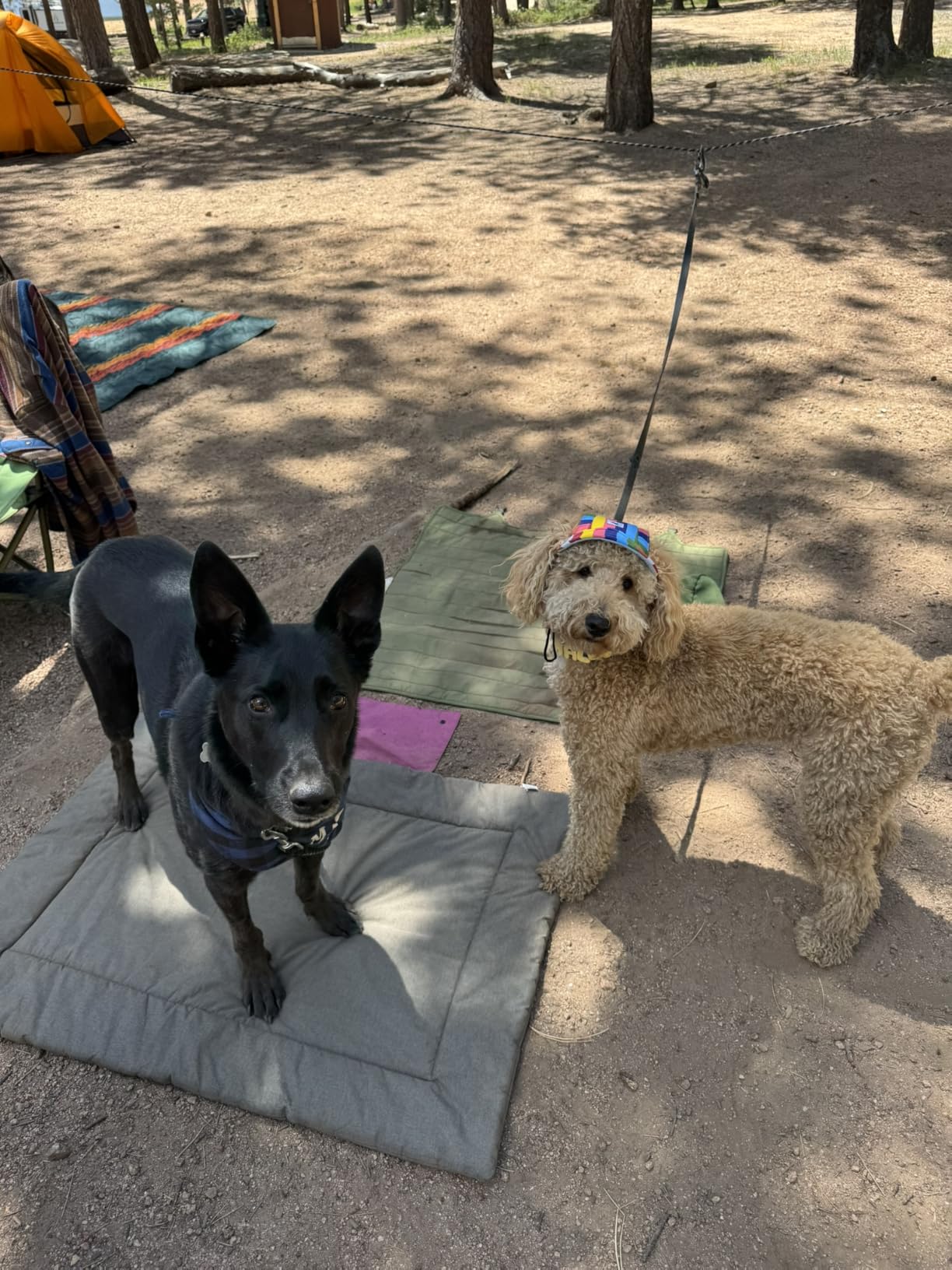 XiaZ Dog Tie Out Cable for Camping, 50ft Portable Overhead Trolley System for Dogs up to 200lbs, Dog Lead for Yard, Camping, Parks, Outdoor Events, 5 min Set-up customer photo 2