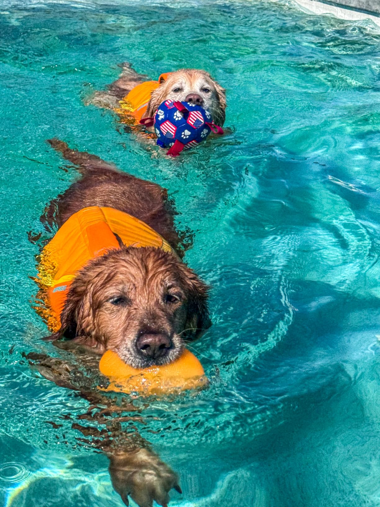 Ruffwear Float Coat Dog Life Jacket, Premium Buoyancy Swim Vest with Lift Handle, Secure Fit & Reflective Trim, Adjustable Flotation for Swimming, Boating, & Outdoor Adventures, Wave Orange, Small customer photo 1