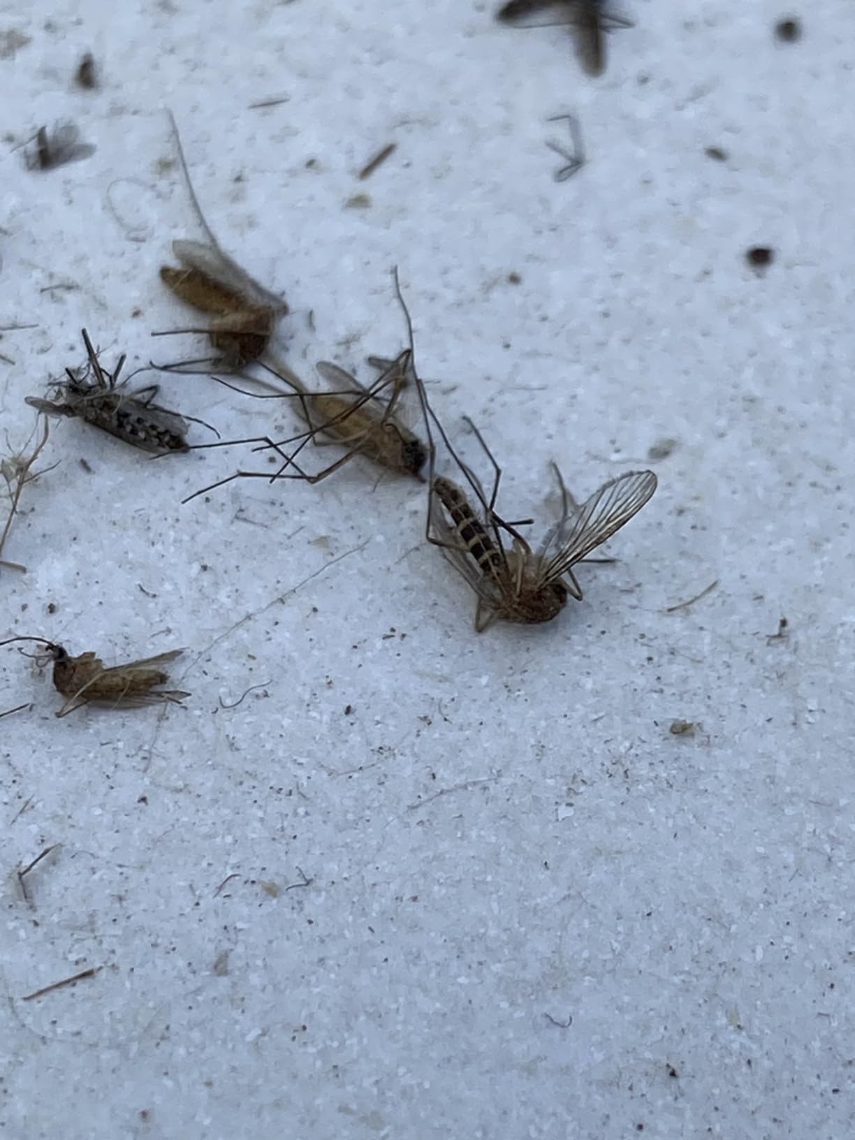 Biogents Mosquitaire Outdoor Mosquito Trap with Sweetscent Lure | Eco-Friendly, Pesticide-Free, Pet-Safe Repellent Alternative | Electric Catcher for Comprehensive Mosquito Control customer photo 1