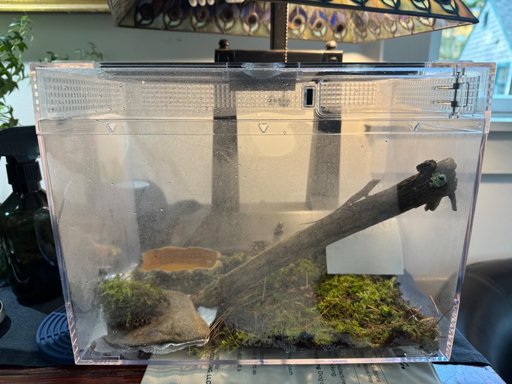 Reptile Growth Mini Reptile Terrarium,12