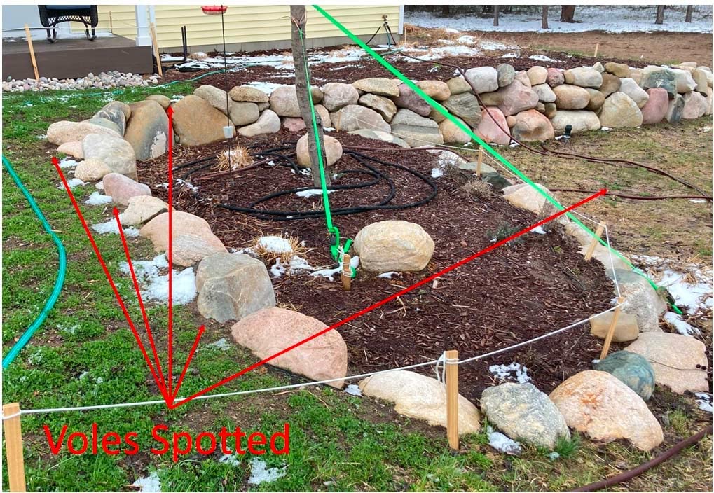 VoleX - Effective Against All Species of Voles. Safe for Use Around People, Pets, Livestock, and Wildlife (3 pounds) customer photo 1