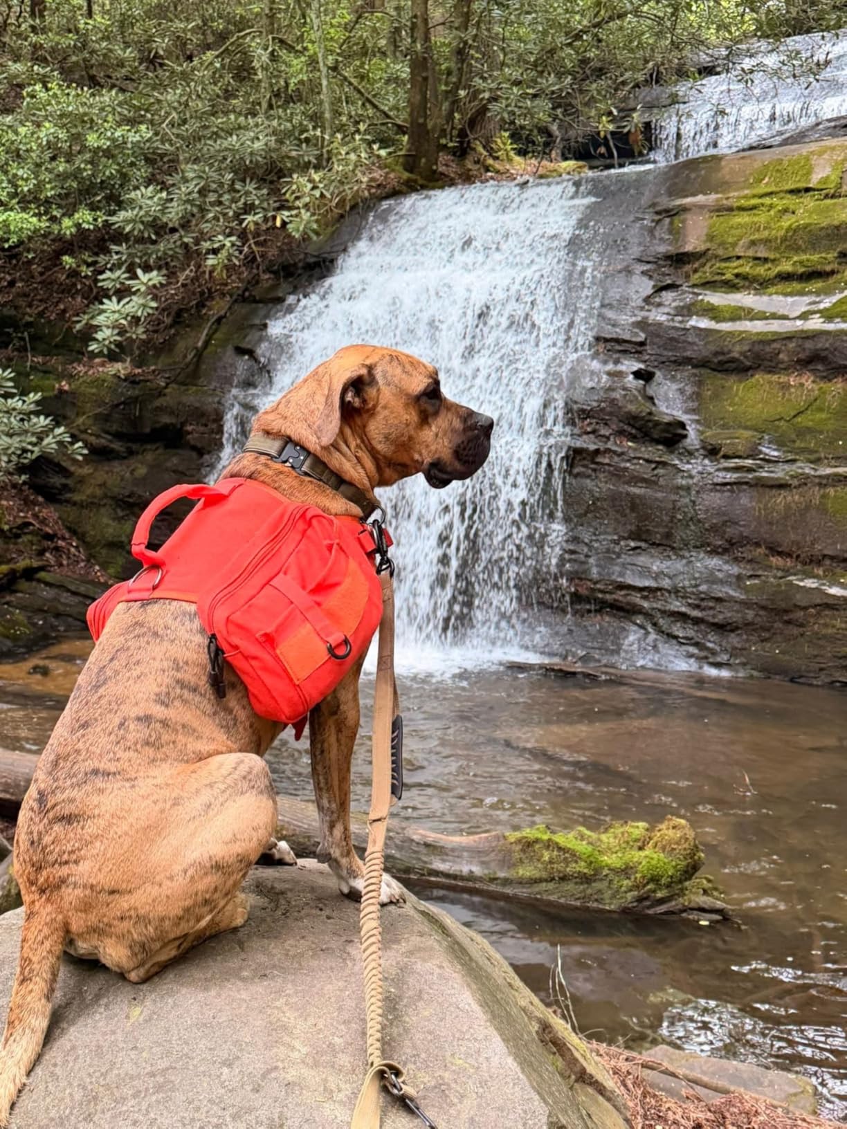 Himal Outdoors Dog Backpack & Saddle Bag, Tactical Hiking Backpack Black | For Large Dogs, Side Pockets, Adjustable Strap customer photo 1