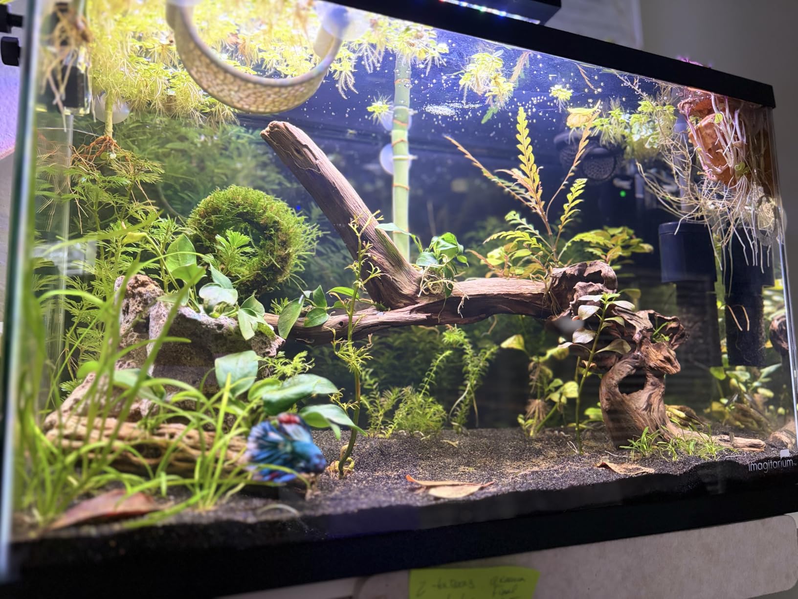 hygger Clip On 24/7 Lighting Aquarium LED Light, Sunrise-Daylight-Moonlight and DIY Mode, Adjustable Timer/Brightness Fish Tank Light with 7 Colors for Planted Tank (14W for 12-20in Tank) customer photo 2