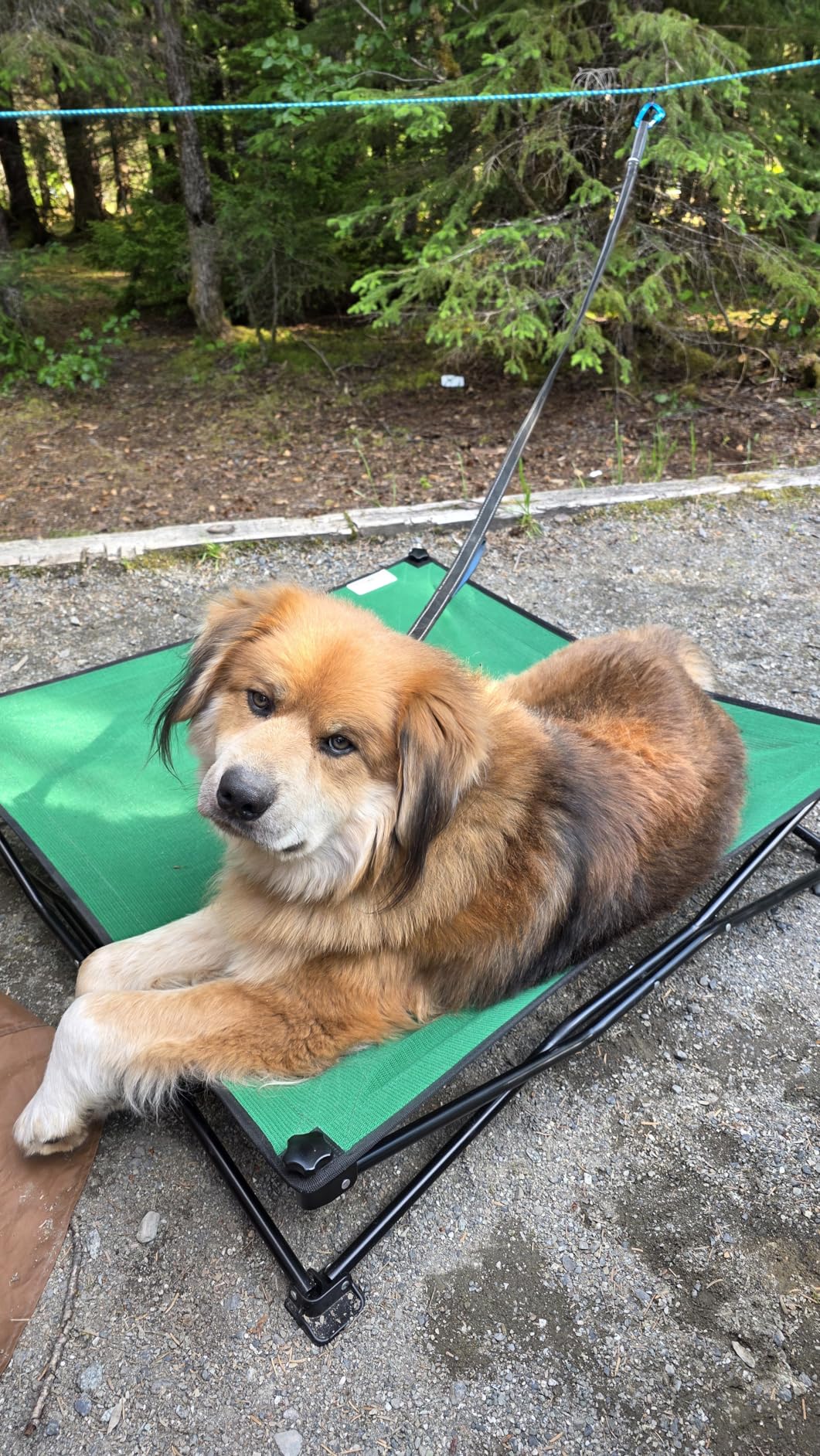 Dog Tie Out Cable for Camping - 50ft/70ft/100ft Portable Reflective Overhead Trolley System for Dogs up to 300lbs - Dog Lead for Yard Camping, Parks, Outdoor Events (Blue) customer photo 1