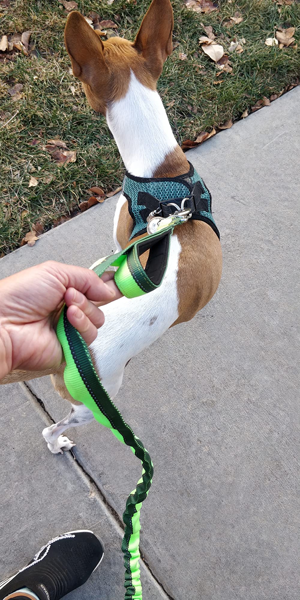 Mighty Paw Hands Free Dog Leash | Bungee Waist Leash for Dog Walking. Pet Running Hands Free Tether for Large, Medium & Small Breeds. Pet Waist Belt (36