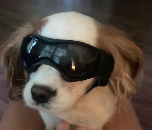 Dog Goggles for Small to Medium Breed, Anti-UV Dog Sunglasses Outdoor Riding Driving Hiking, Pet Glasses Windproof Anti-Fog Dustproof Snowproof, Adjustable Straps, Medium Orange customer photo 1