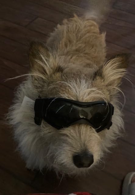 Dog Goggles for Small to Medium Breed, Anti-UV Dog Sunglasses Outdoor Riding Driving Hiking, Pet Glasses Windproof Anti-Fog Dustproof Snowproof, Adjustable Straps, Medium Orange customer photo 2