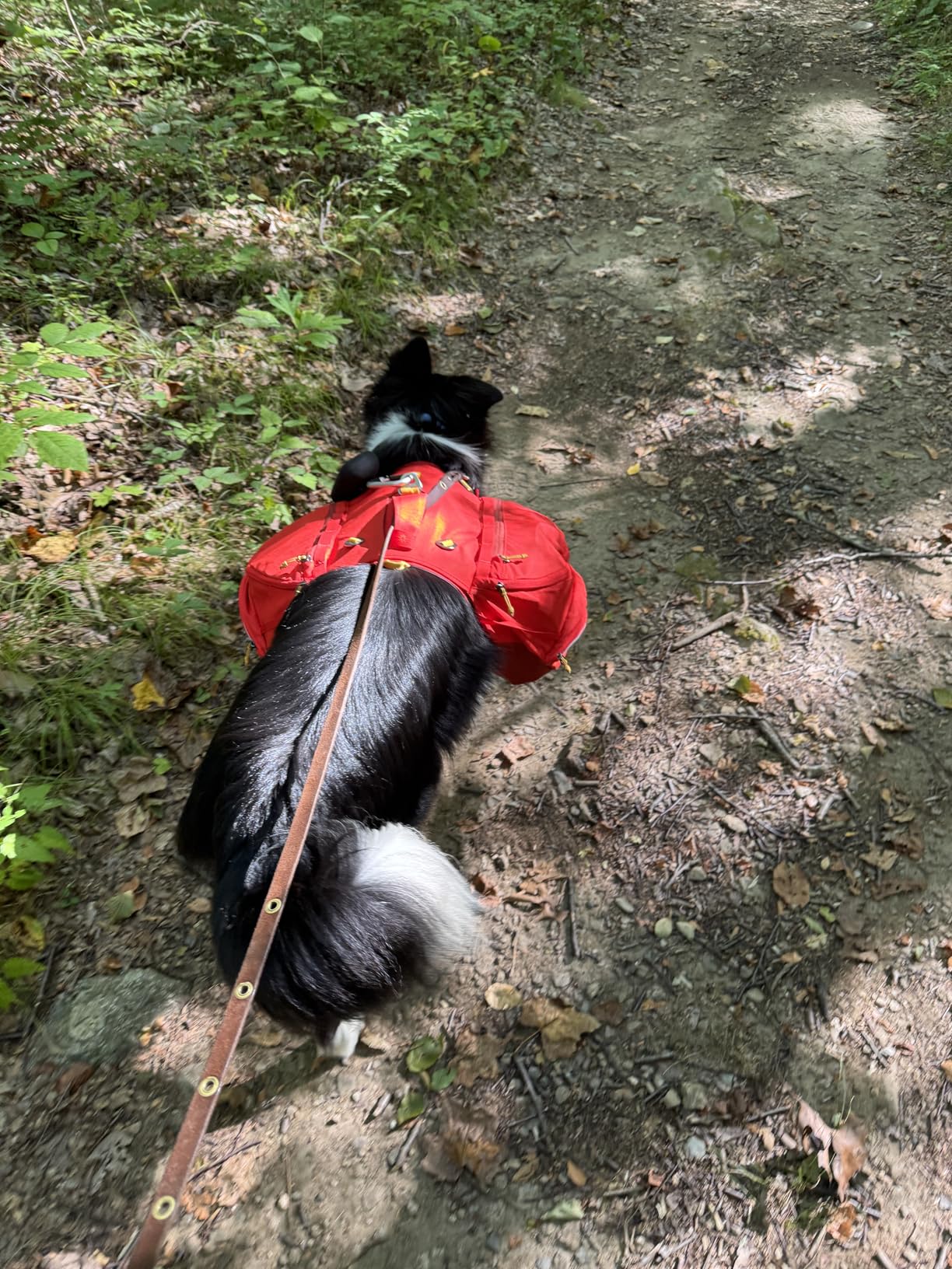 Ruffwear Palisades Dog Backpack, Multi-Day Pack with Removable Saddlebags, Breathable Adjustable Harness, Reflective Trim, Red Sumac, Large/X-Large customer photo 1