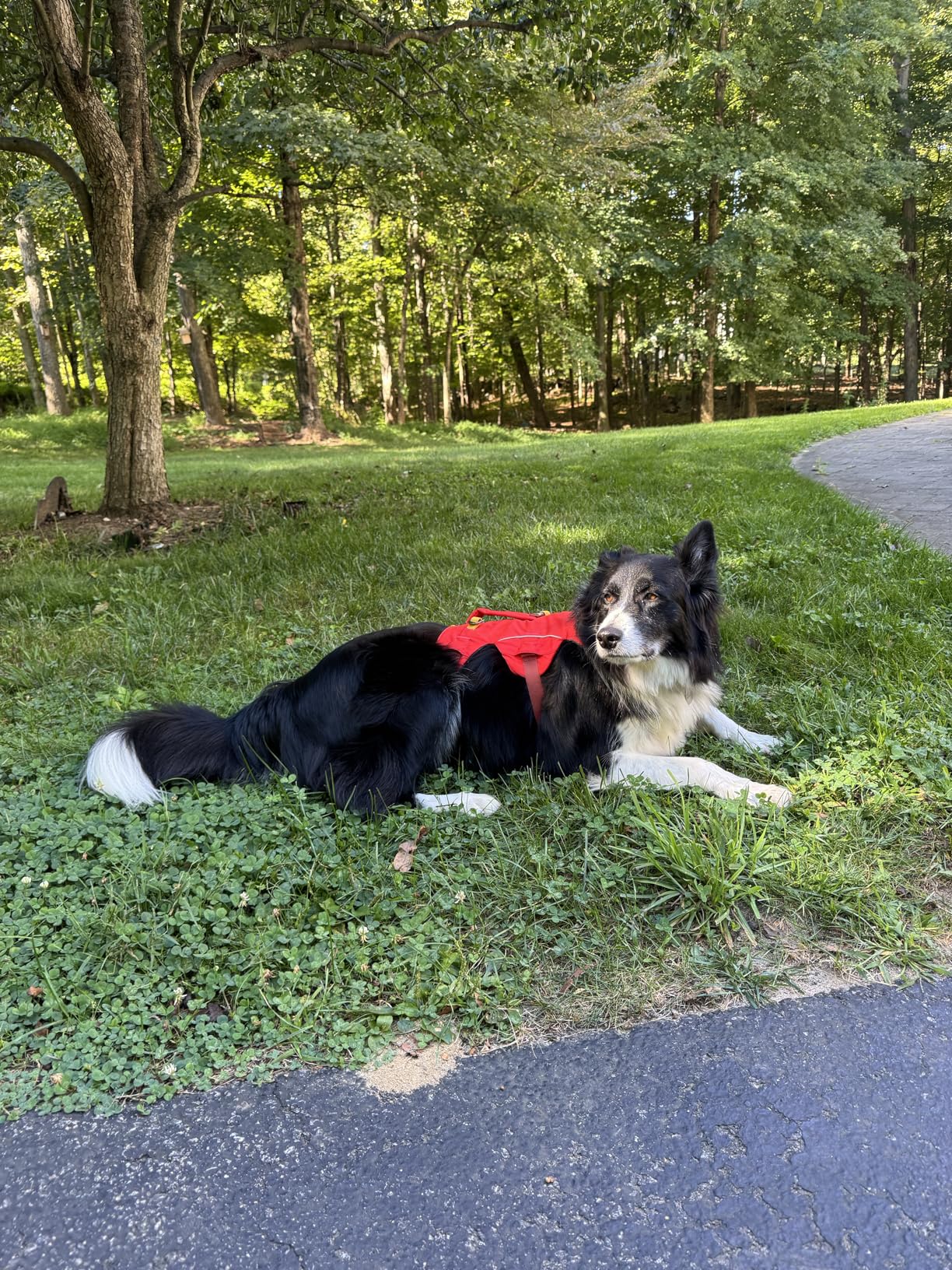 Ruffwear Palisades Dog Backpack, Multi-Day Pack with Removable Saddlebags, Breathable Adjustable Harness, Reflective Trim, Red Sumac, Large/X-Large customer photo 2