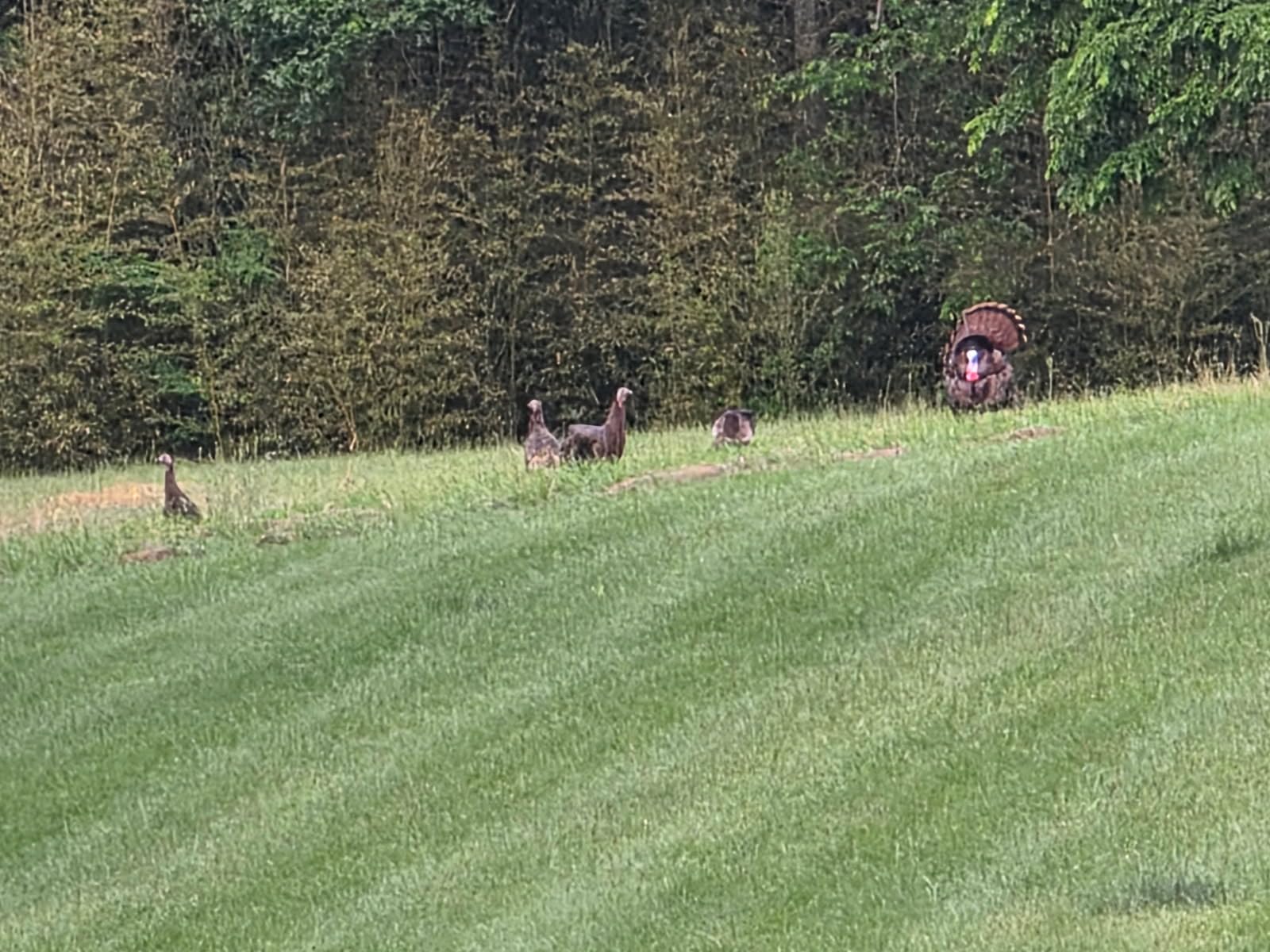 Primos Hunting Lil Gobstopper Hen and Jake Combo Decoy Light-Weight, Collapsible Hunting Decoy 69075 customer photo 1