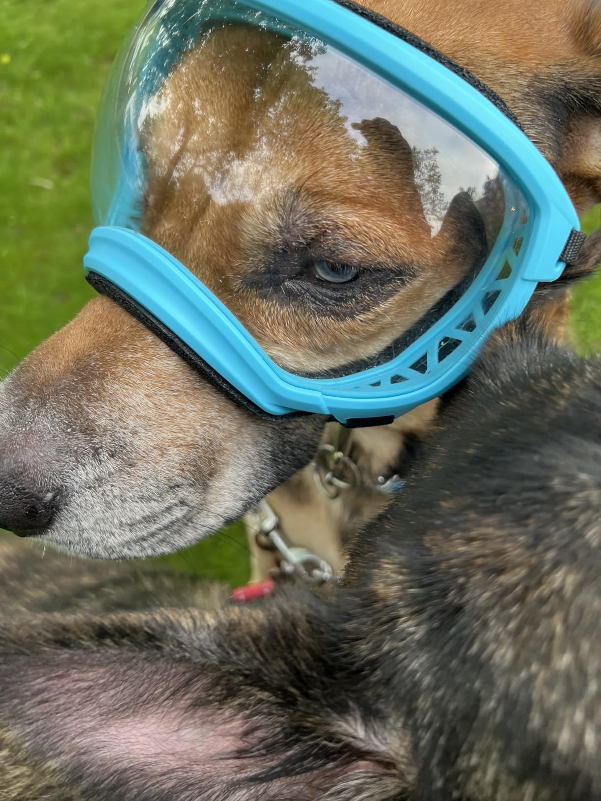 Rex Specs V2 Dog Goggles (Medium, Black) customer photo 1