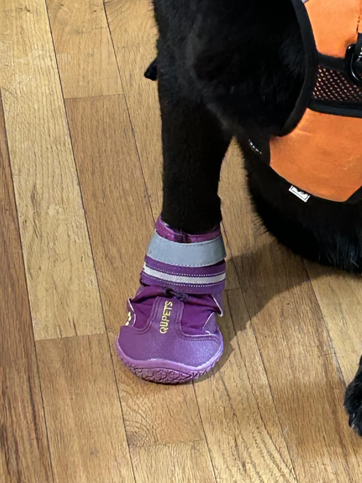 QUMY Dog Shoes for Large Dogs, Medium Dog Boots & Paw Protectors for Winter Snowy Day, Summer Hot Pavement, Water-Resistant in Rainy Weather, Outdoor Walking, Indoor Hardfloors Skid-Resistant Sole customer photo 1