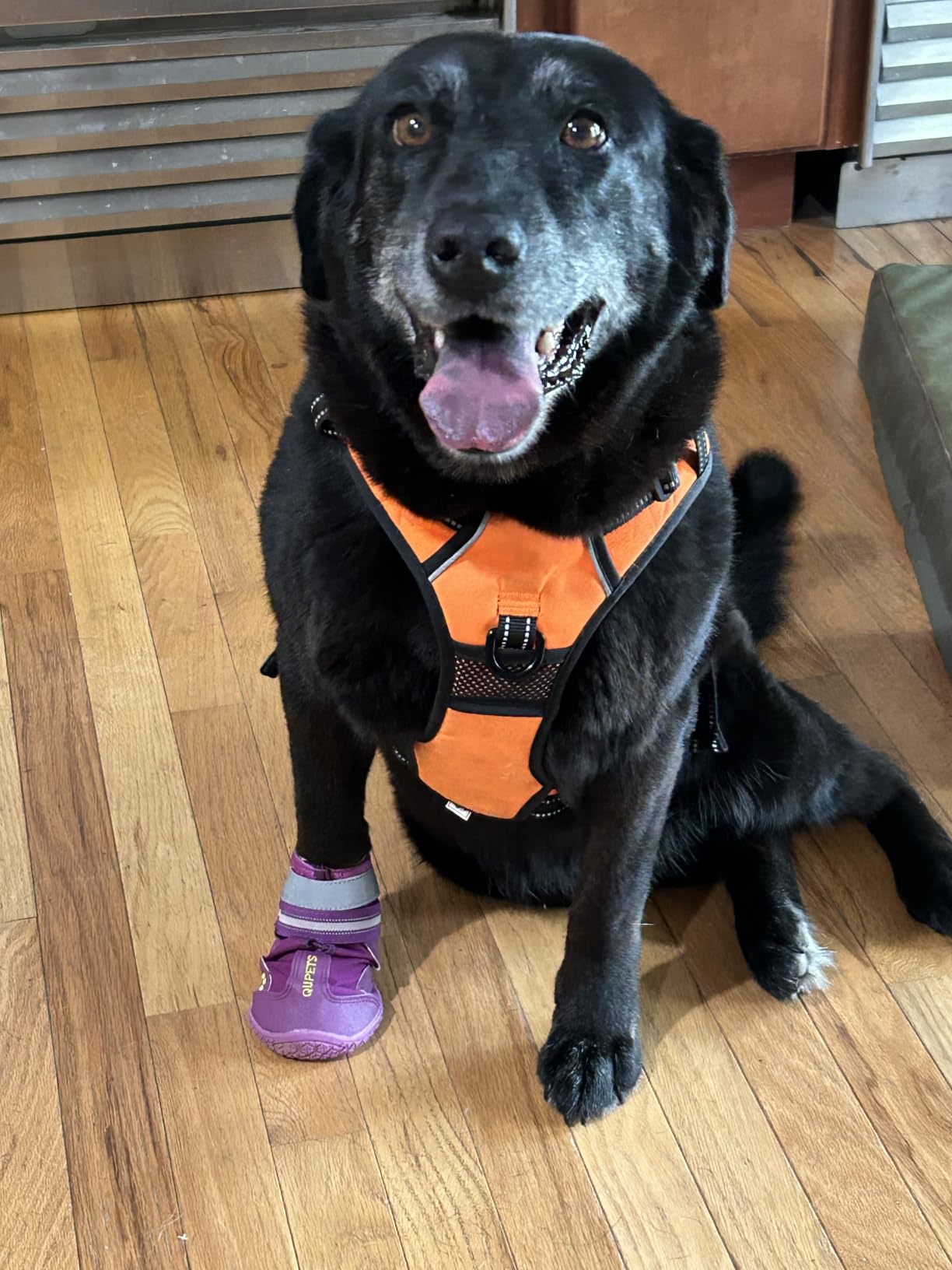 QUMY Dog Shoes for Large Dogs, Medium Dog Boots & Paw Protectors for Winter Snowy Day, Summer Hot Pavement, Water-Resistant in Rainy Weather, Outdoor Walking, Indoor Hardfloors Skid-Resistant Sole customer photo 2