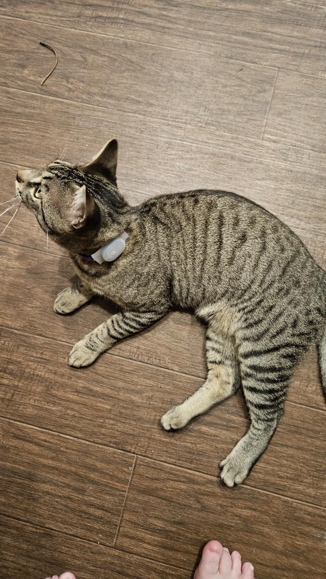 Tabcat V2 Cat & Kitten Tracker - More Accurate Than GPS - No Monthly Fee or Subscription - Includes 2 Homing Tags - Up to 150m Range - Small & Lightweight Tags Perfect to Find Indoor & Outdoor Cats customer photo 1