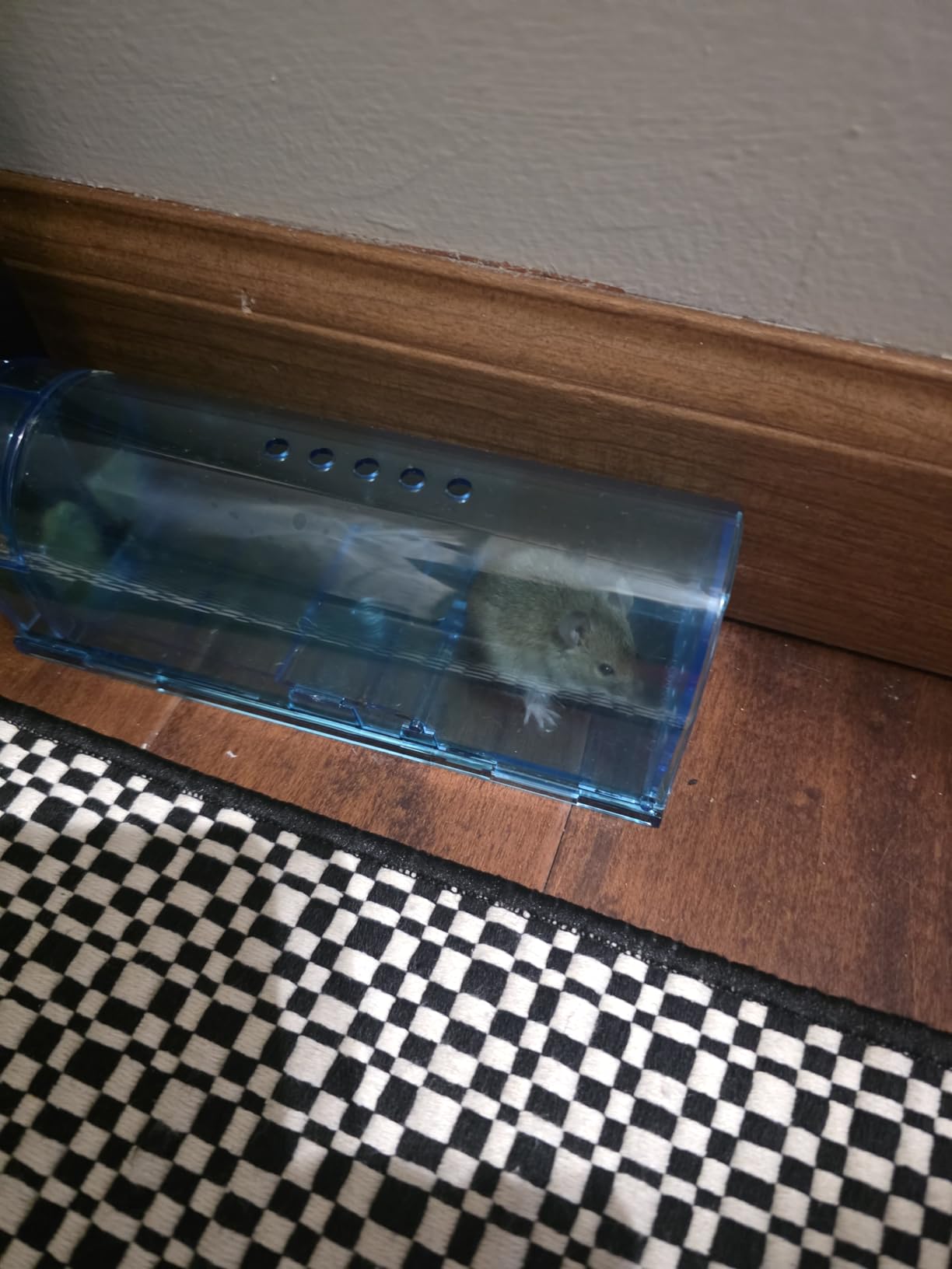 6 Pack Humane Mouse Rat Traps No Kill Live Mice Trap Indoor for Home-Blue | Catch & Release, A Bush to Clean, Safe for Child Pet Indoor Outdoor customer photo 2