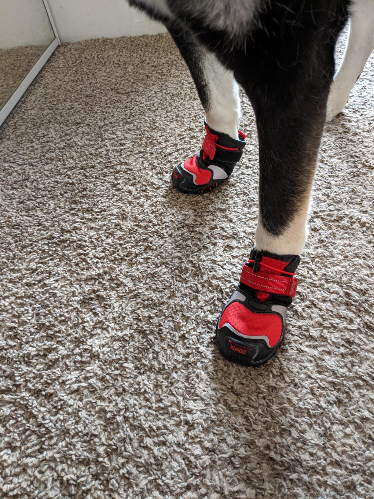 Kurgo Blaze Cross Dog Shoes, Chili Red/Black, Small, 2 Pack | All Season Paw Protectors, Lightweight & Breathable, Water-Resistant, Reflective Accents, No-Slip, Includes 2 Shoes customer photo 1