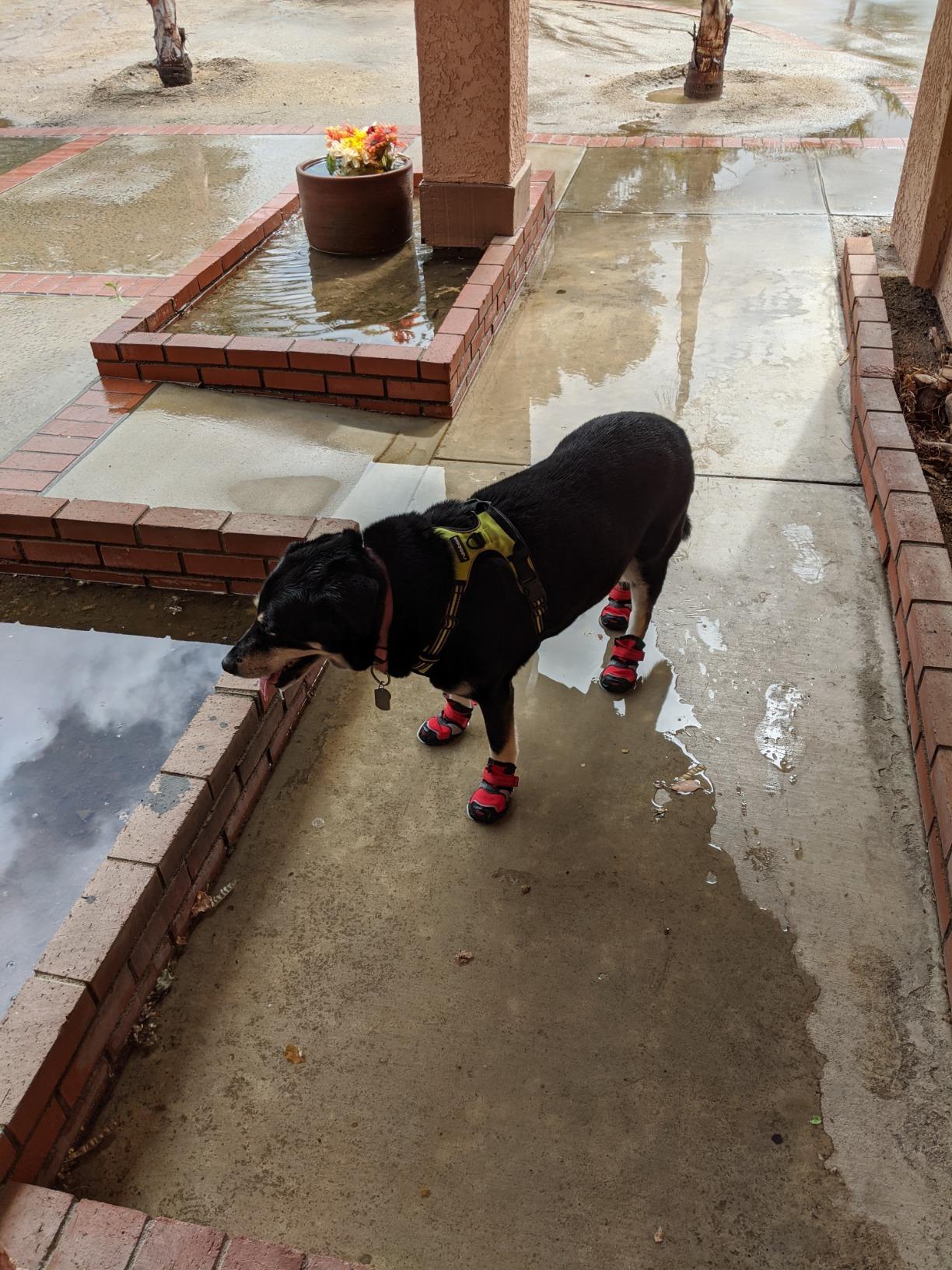 Kurgo Blaze Cross Dog Shoes, Chili Red/Black, Small, 2 Pack | All Season Paw Protectors, Lightweight & Breathable, Water-Resistant, Reflective Accents, No-Slip, Includes 2 Shoes customer photo 2
