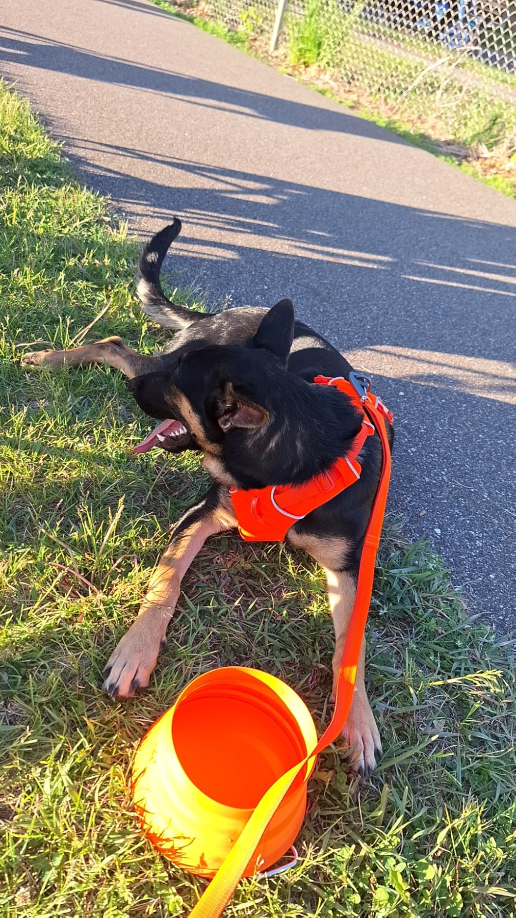 Ruffwear Bivy Collapsible Dog Bowl, 60 fl oz, Salamander Orange, Medium | Waterproof Welded Single-Wall Fabric, Ultralight Portable Fold-Flat, Non-Slip Bottom customer photo 1