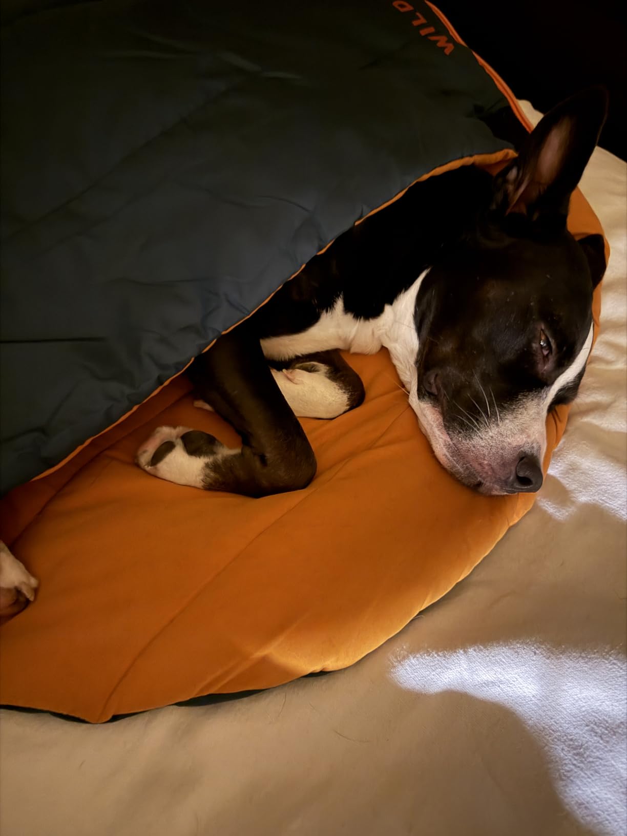 Wilderdog Dog Sleeping Bag - 36in x 28in customer photo 2