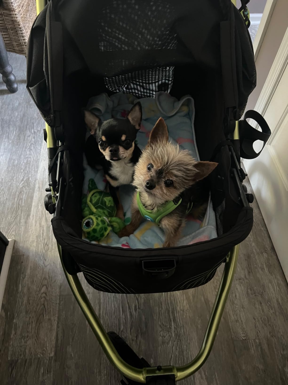 ibiyaya The Beast Pet Jogging Stroller for All Terrains, 3-Wheel Dog Carrier with Double Breaks, Zipperless Large Stroller for Running & Hiking, Multiple Small Dogs, Medium Dogs, or Cats (Jet Black) customer photo 1