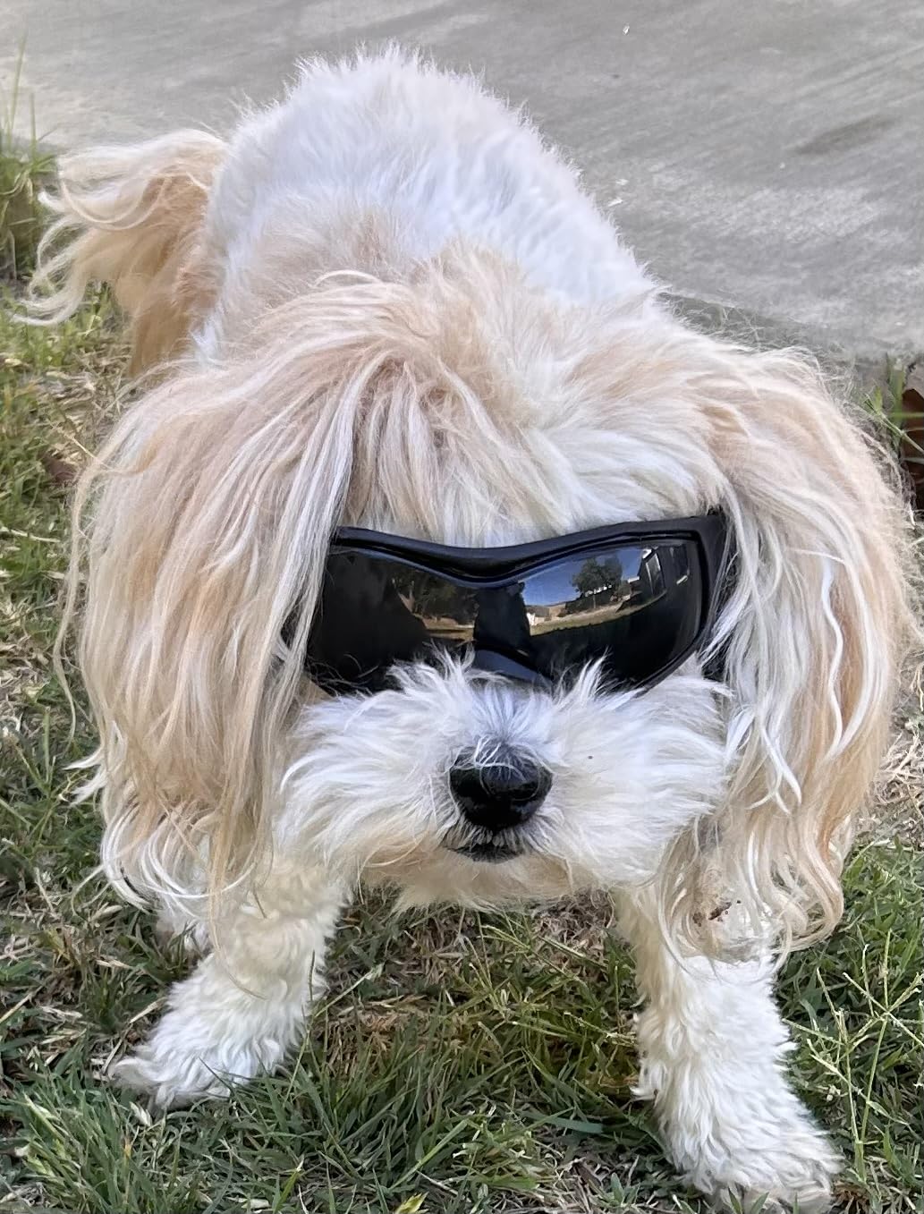 QUMY Dog Goggles Small Medium Breed Dog Sunglasses UV Protection Doggles | Wind Dust Fog Snow Puppy Glasses, Adjustable Doggy Eye Goggles for Outdoor Motorcycle Car Driving Riding Ski Swimming, Black customer photo 1