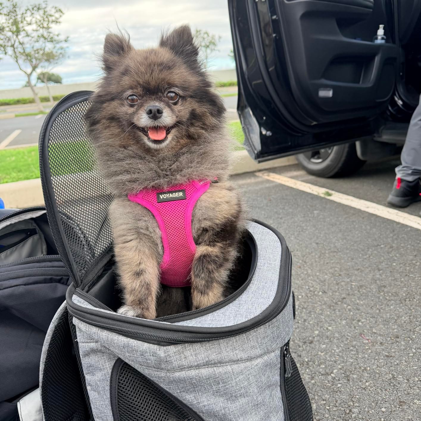 Petsfit Pet Backpack Carrier with Upgrade Waist Cushion Design to Better Fit The Waist, Suitable for Small and Medium Dogs Cats, and Rabbits up to 18 Pounds customer photo 1