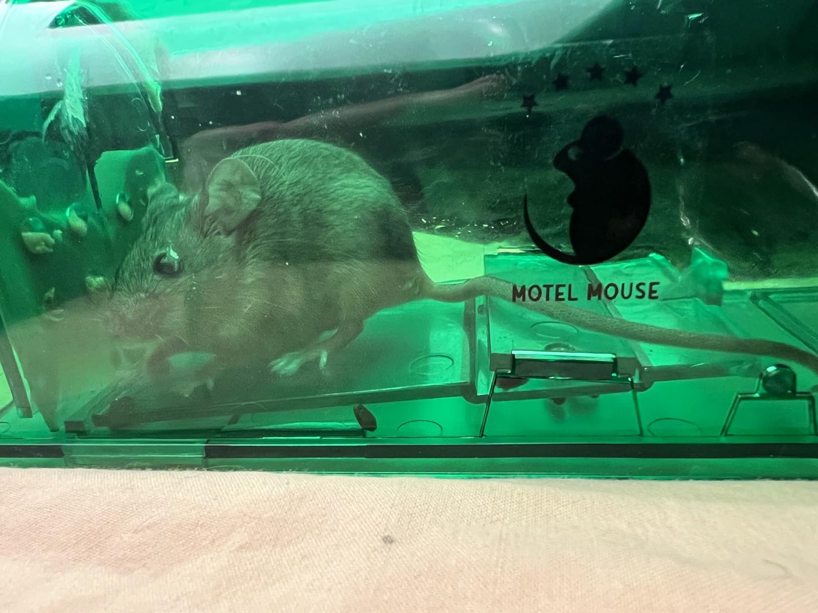 Motel Mouse Humane No Kill Mouse Traps Live Catch & Release - 4 Pack | Kid & Pet Friendly • No Touch Release • Reusable Design • Easy to Use • Humane customer photo 2
