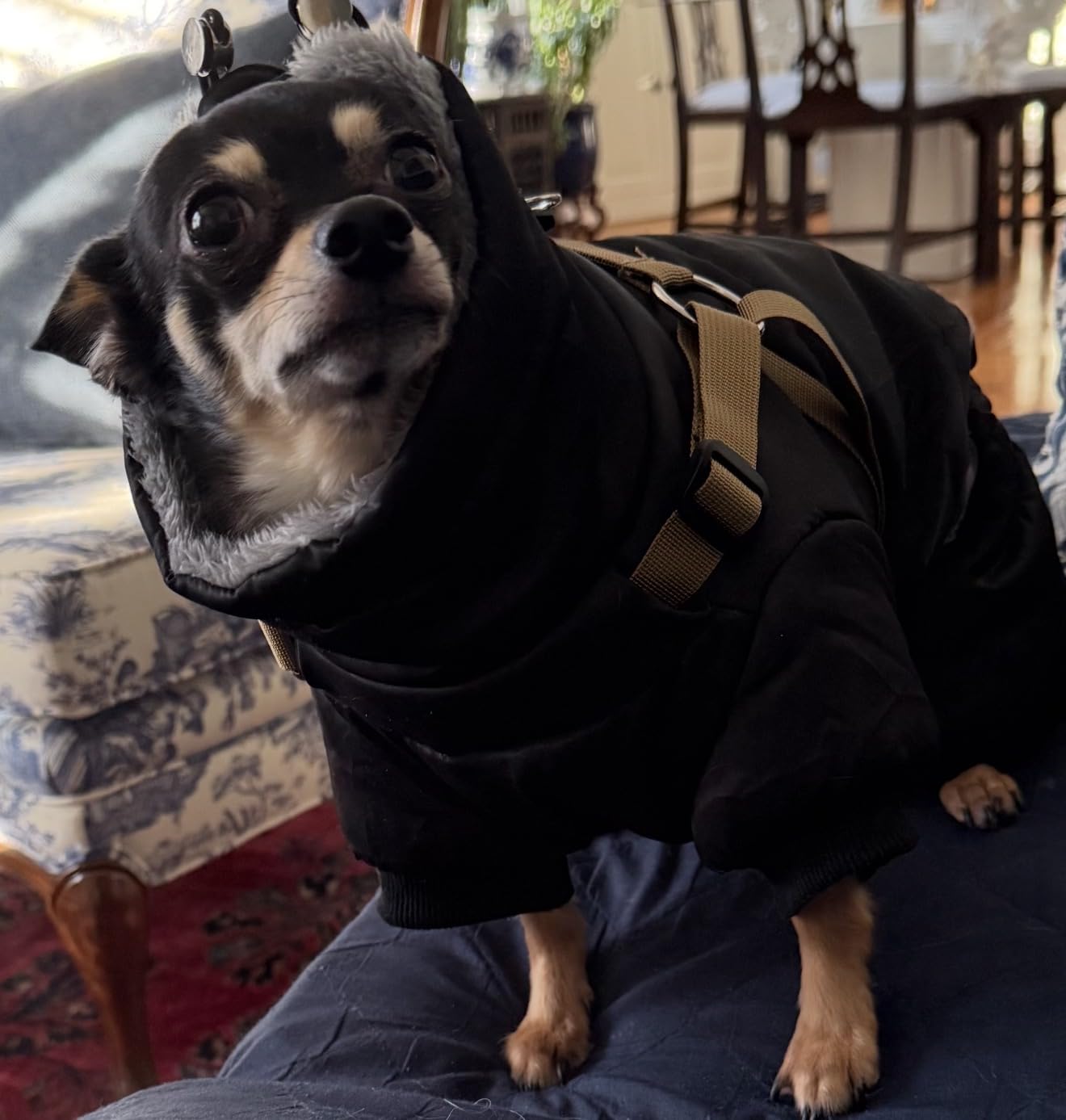 BRKURLEG Black Dog Coat with Harness, Dog Winter Jacket, Dogs Onesie Body Warm Jackets, Small Dogs Winter Coats Reflective Windproof Warm Cold Weather Coats, Pet Waterproof Jacket Hiking L customer photo 2