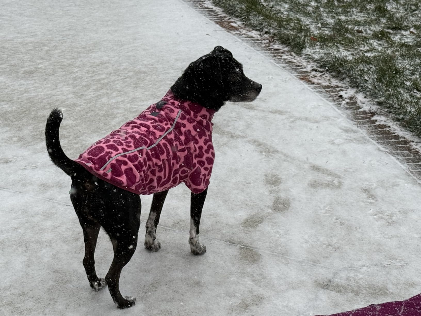 Ruffwear, Climate Changer Fleece Dog Jacket, Sleeved Silhouette for Core Heat, Quick-Dry Fleece, Full-Length Zip, Reflective Trim, Strata, Large customer photo 1