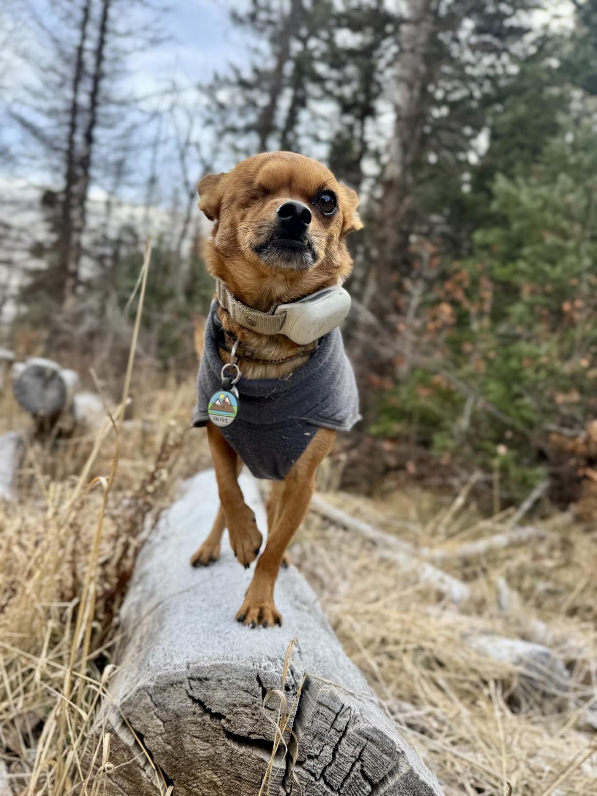 Ruffwear, Climate Changer Fleece Dog Jacket, Sleeved Silhouette for Core Heat, Quick-Dry Fleece, Full-Length Zip, Reflective Trim, Strata, Large customer photo 2