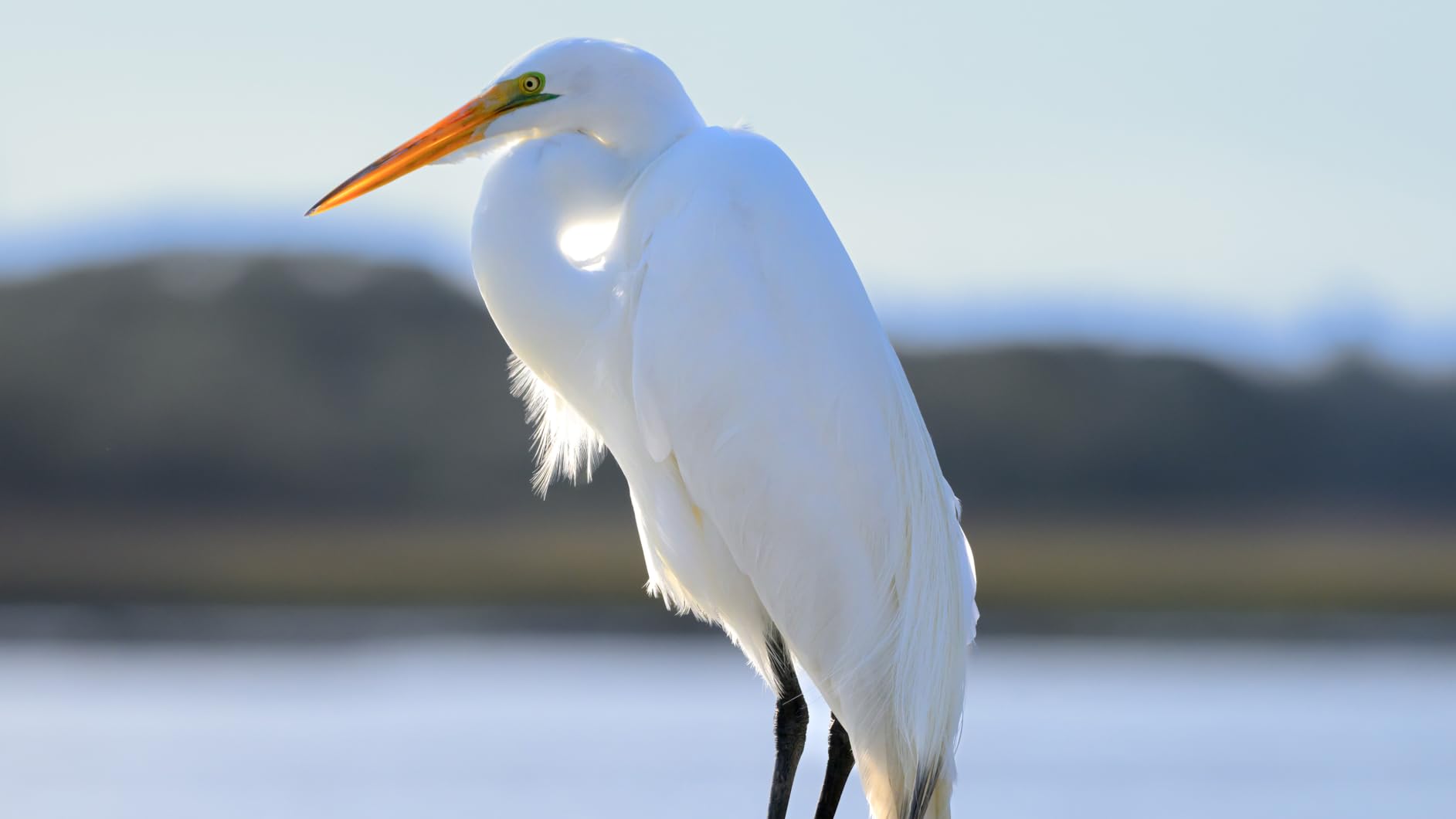 NIKON NIKKOR Z 180-600mm f/5.6-6.3 VR customer photo 1