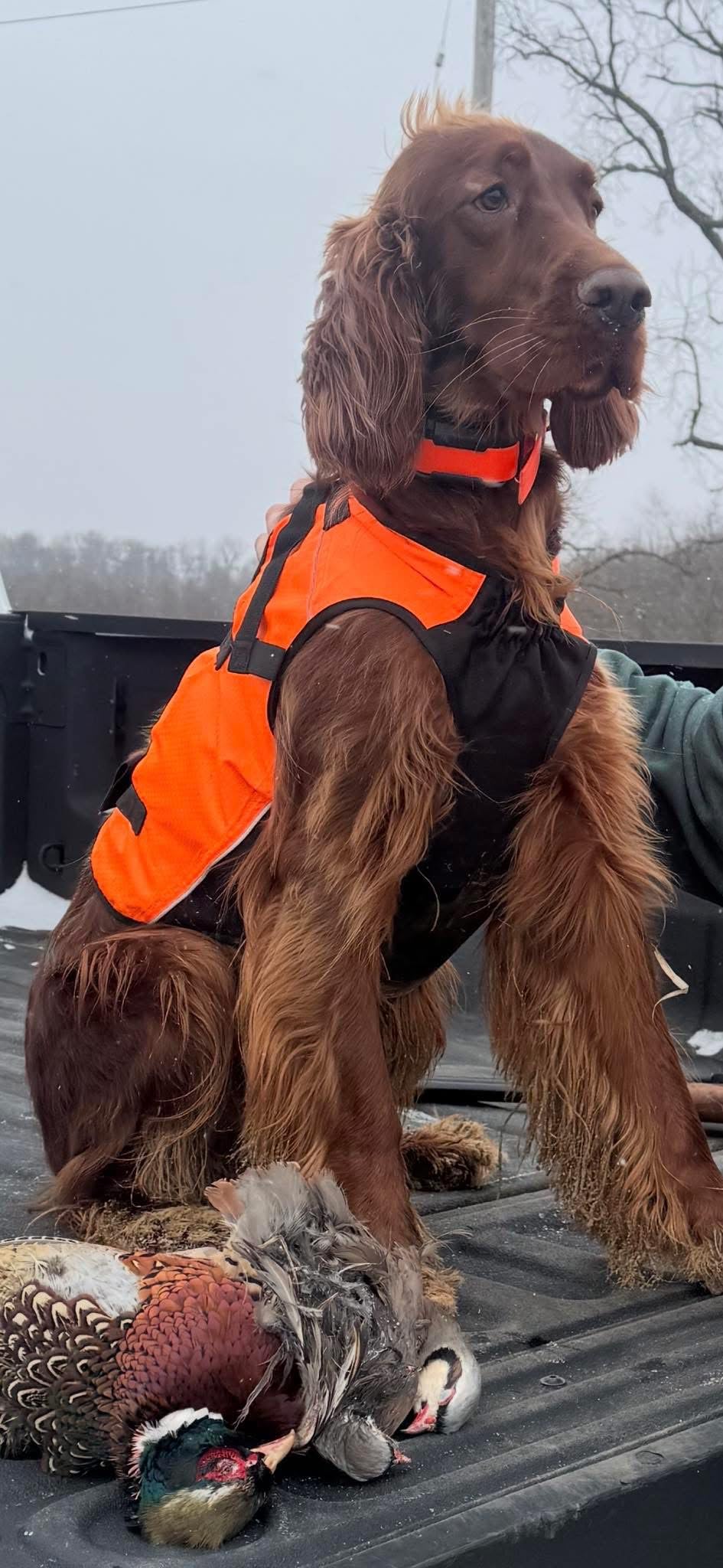 BASSDASH Dog Safety Vest Lightweight Water Resistant Chest Protection Blaze Orange Reflective High Visibility for Hunting Outdoor customer photo 2