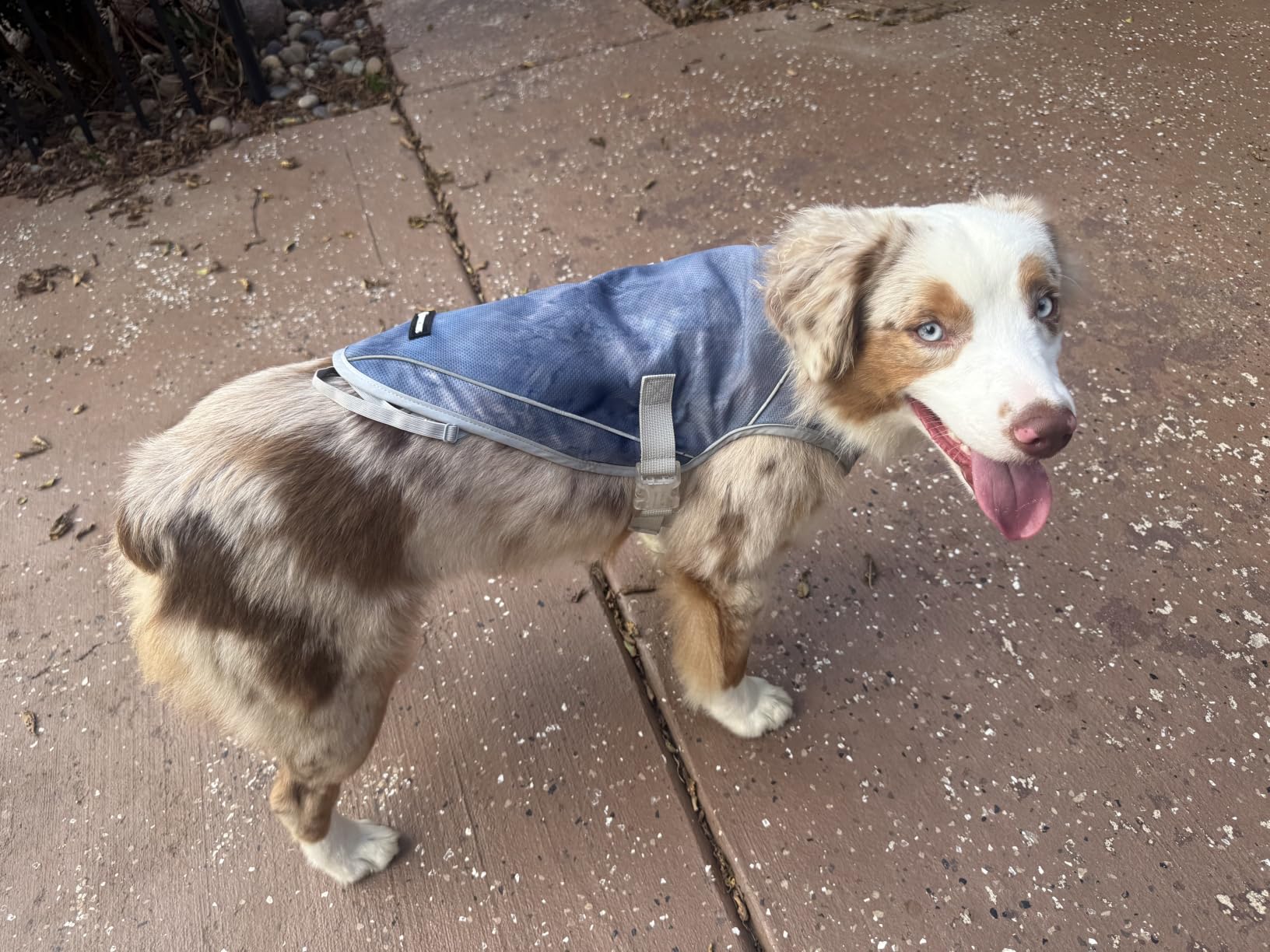 Spark Paws Dog Cooling Vest - SPF 50 UV Sun Protection - Summer Heat Relief Gear for Dogs, Lightweight, Evaporative Cooling - Dog Anxiety Relief Vest During Hot Days - Snowcone, XL customer photo 1