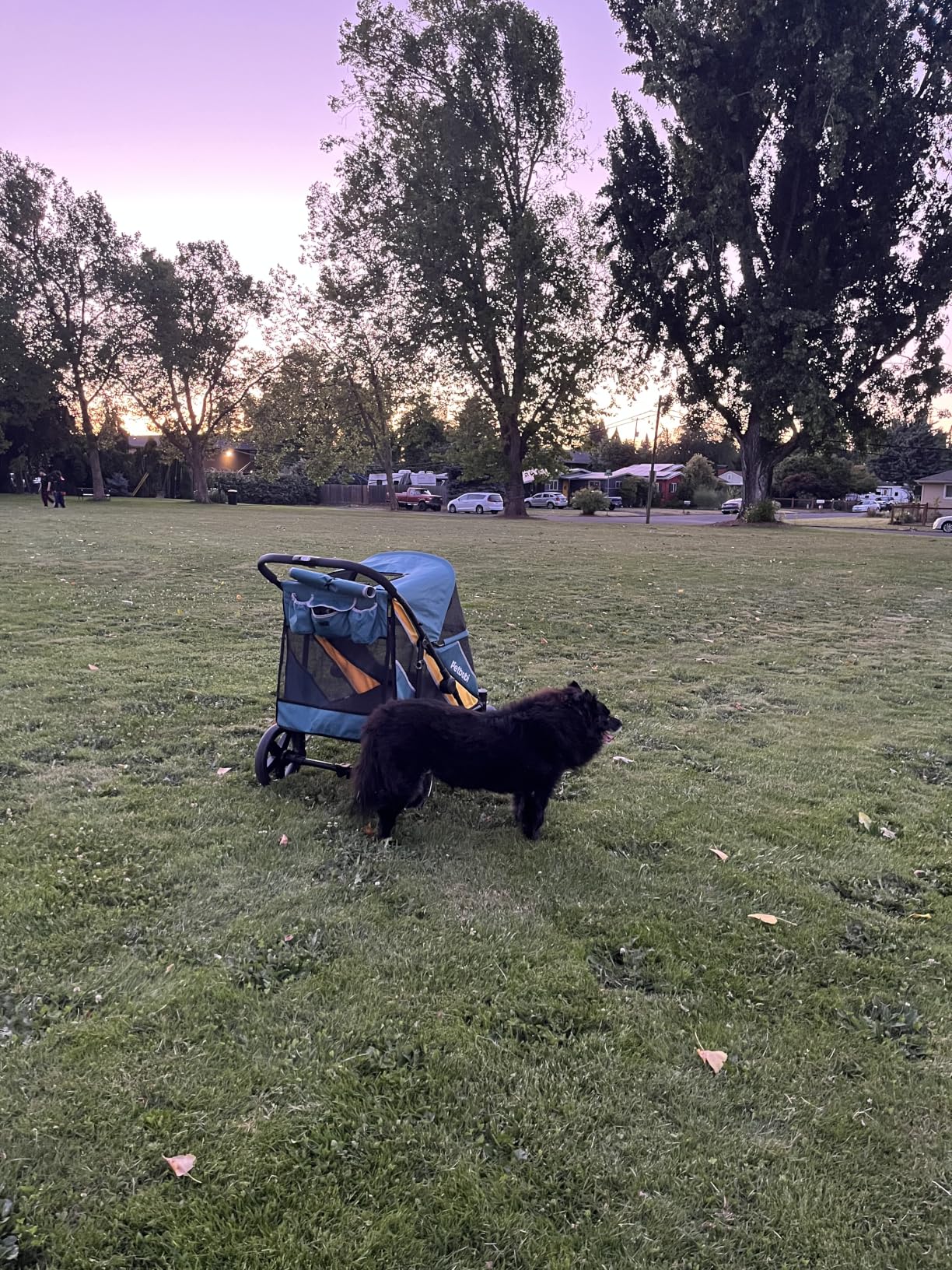 Petbobi Dog Stroller for Large & Medium Dogs - Easy Fold Dual Entry Pet Stroller with One-Foot Brake, All Terrain Wagon Cart with Air Mesh, Ideal for Large Senior Pets up to 80 lbs, Black customer photo 2