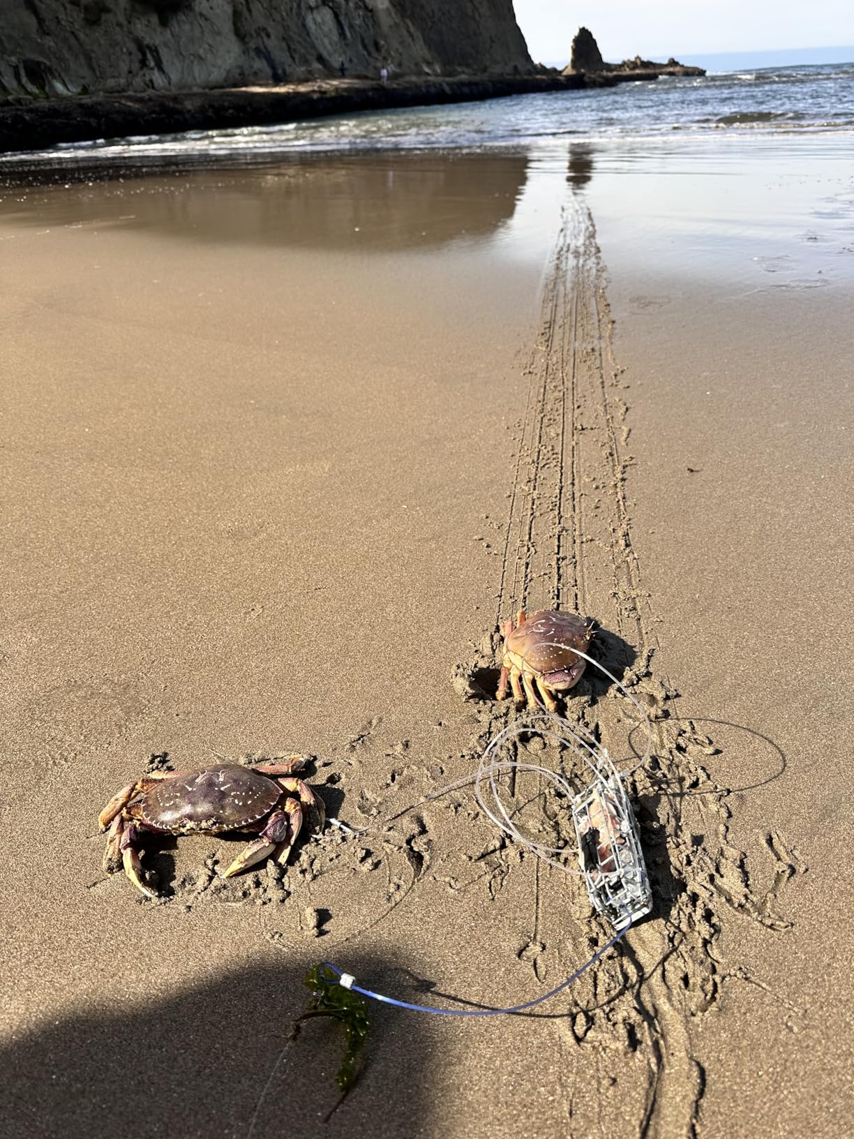 Heavy Surf Handcrafted Lead-Free Castable Crab Traps for Fishing Pole (Tank Series 9.4oz & 6.6oz), US Manufactured Premium Loops, Highly Durable Crab Traps for Crabbing customer photo 1