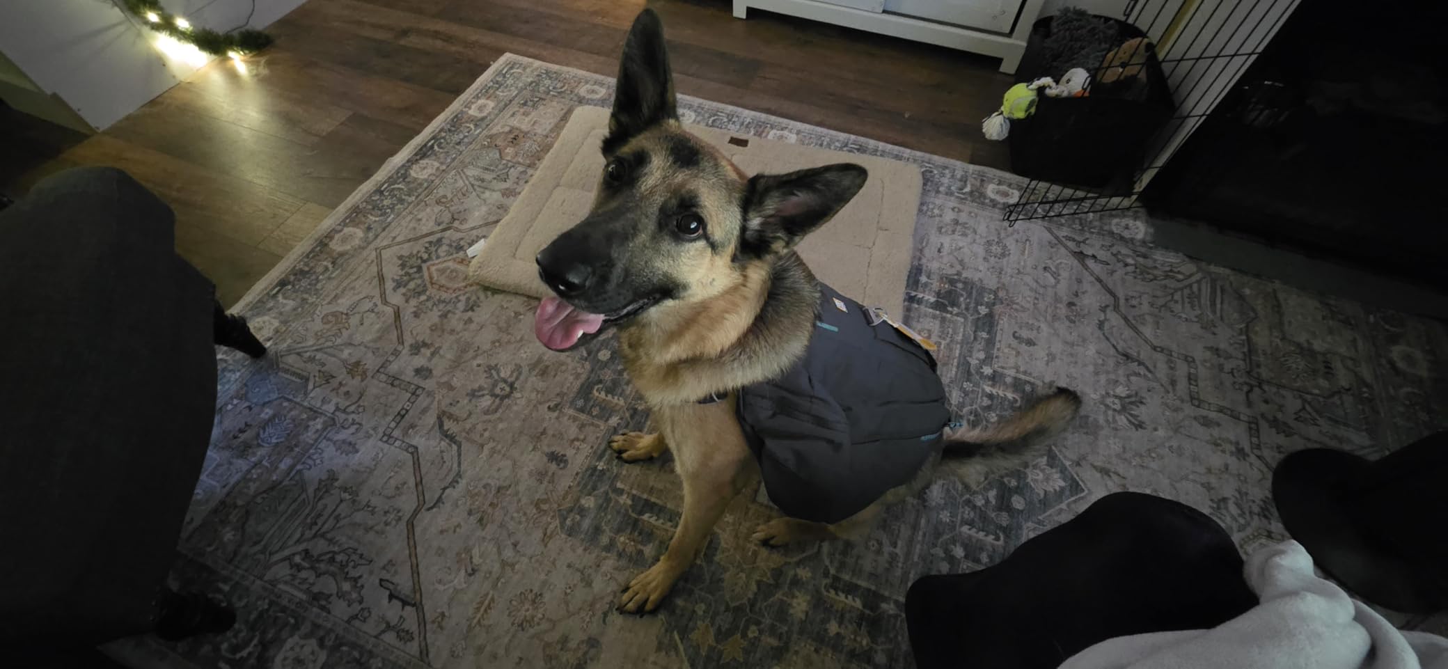 Ruffwear Front Range Day Pack, Dog Backpack with Saddlebags, 5-Point Adjustment, 3 Leash Points, Padded Handle, Internal Mesh Pockets, Reflective Trim, Light Loop, River Rock Green, Medium customer photo 1