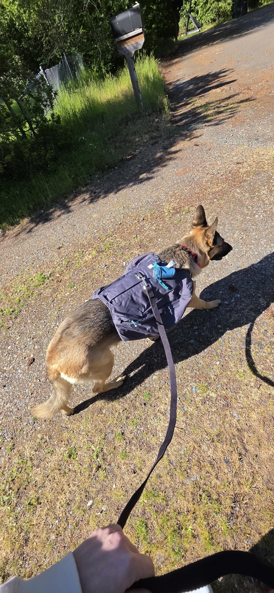 Ruffwear Front Range Day Pack, Dog Backpack with Saddlebags, 5-Point Adjustment, 3 Leash Points, Padded Handle, Internal Mesh Pockets, Reflective Trim, Light Loop, River Rock Green, Medium customer photo 2