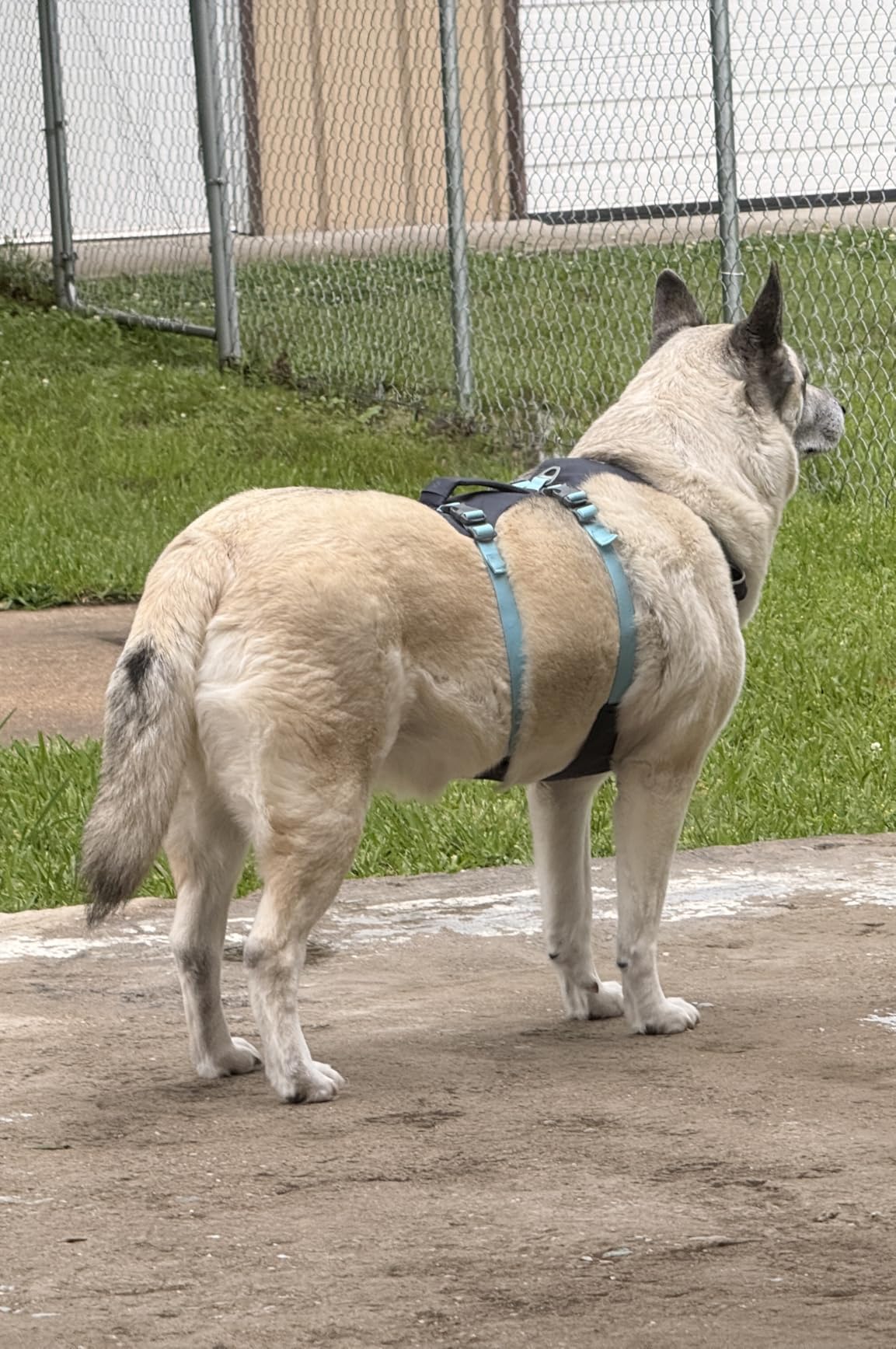 Ruffwear, Flagline Dog Harness, Lightweight and Reflective, No Pull Dog Lift Harness for Hiking, Running and Everyday Use, Basalt Gray, Large/X-Large customer photo 2