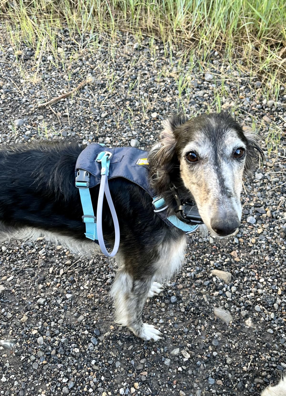 Ruffwear, Hi & Light, Everyday Lightweight Dog Harness, Trail Running, Walking, Hiking, All-Day Wear, Basalt Gray, Large/X-Large customer photo 1