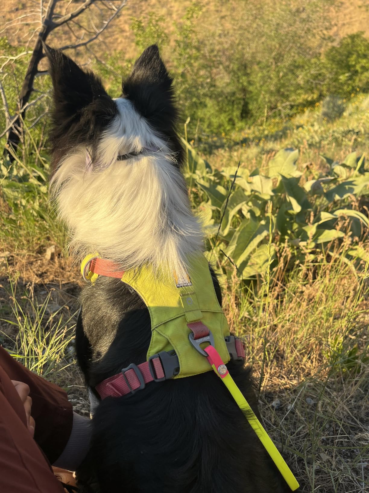 Ruffwear, Hi & Light, Everyday Lightweight Dog Harness, Trail Running, Walking, Hiking, All-Day Wear, Basalt Gray, Large/X-Large customer photo 2