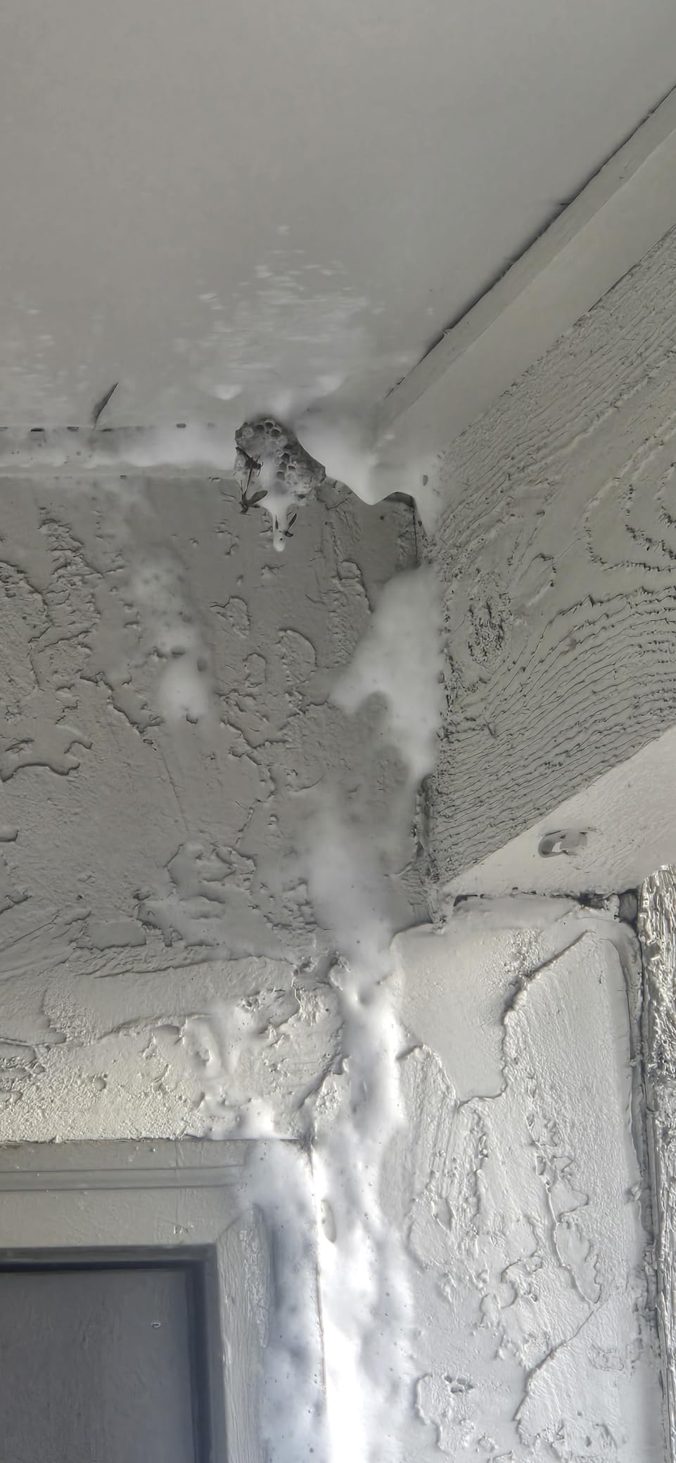 Raid MAX Foaming Wasp & Hornet Killer, Fast Coverage Foam, Outdoor Bug Spray, 16.5 oz customer photo 2