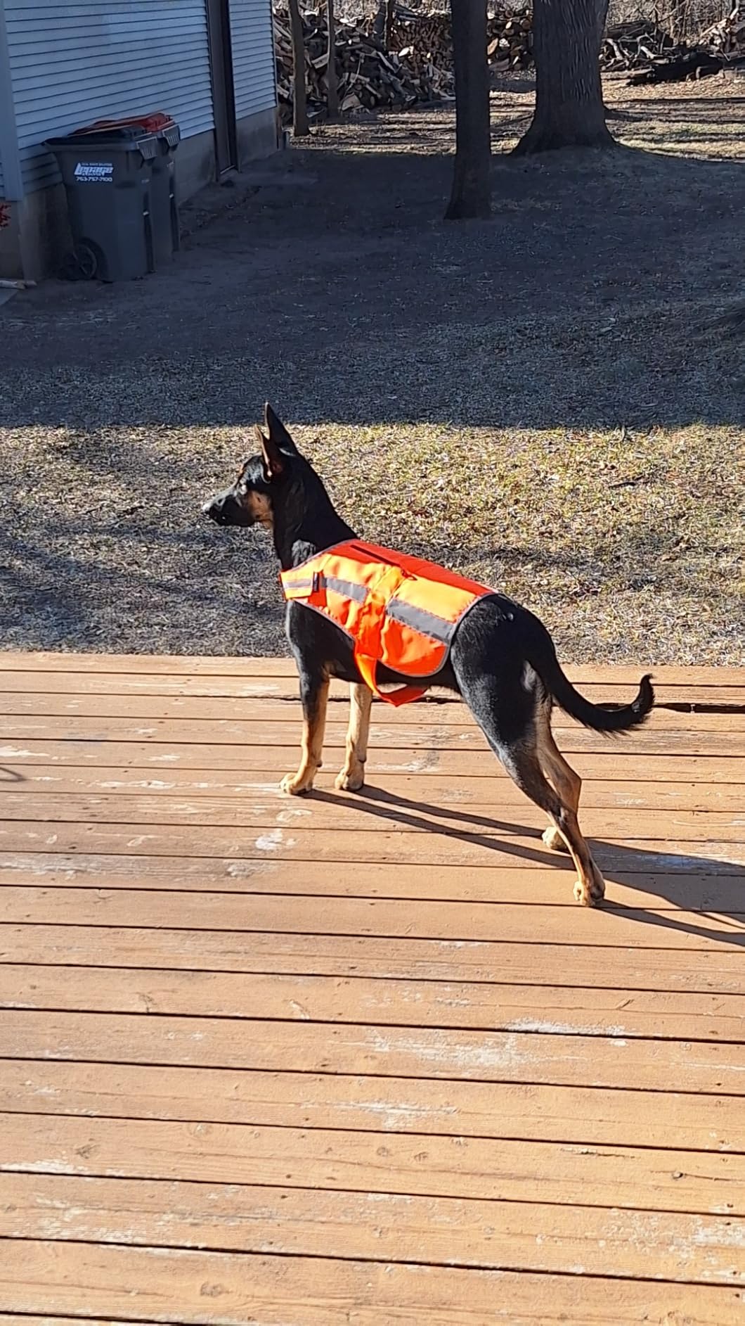 Reflective Dog Vest for Medium Large Breeds, High Visibility Dog Safety Vest with Removable Bell Keep Safe from Hunting, Training & Cars Accidents customer photo 2