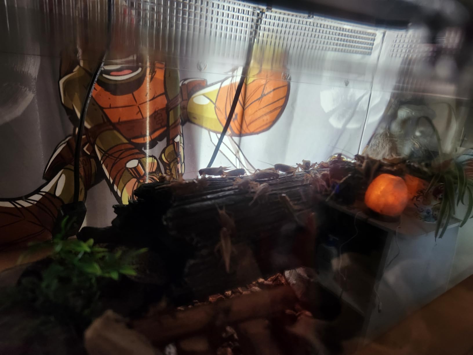Reptile PC Terrarium Set, Reptile Tank 20
