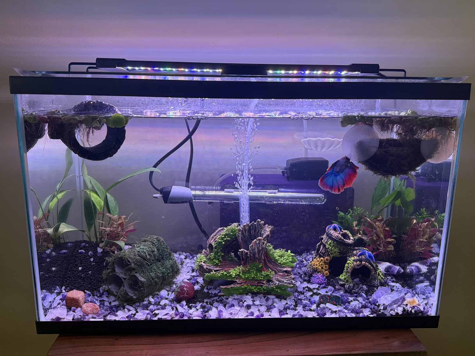 AQQA LED Aquarium Light, 24/7 & DIY Mode Full Spectrum Fish Tank Light | Adjustable Timer/Brightness, Extendable Bracket Aquarium Plant Light, Memory Function, IP68 Waterproof, for 18-24 Inch Tank customer photo 1